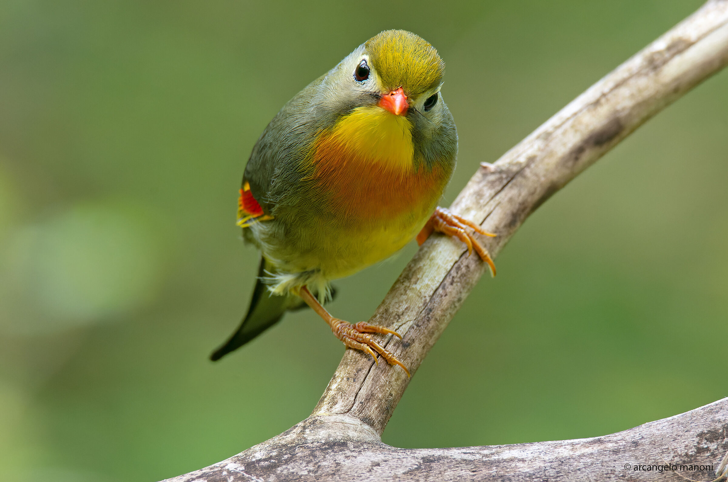 My nightingale friend of Japan