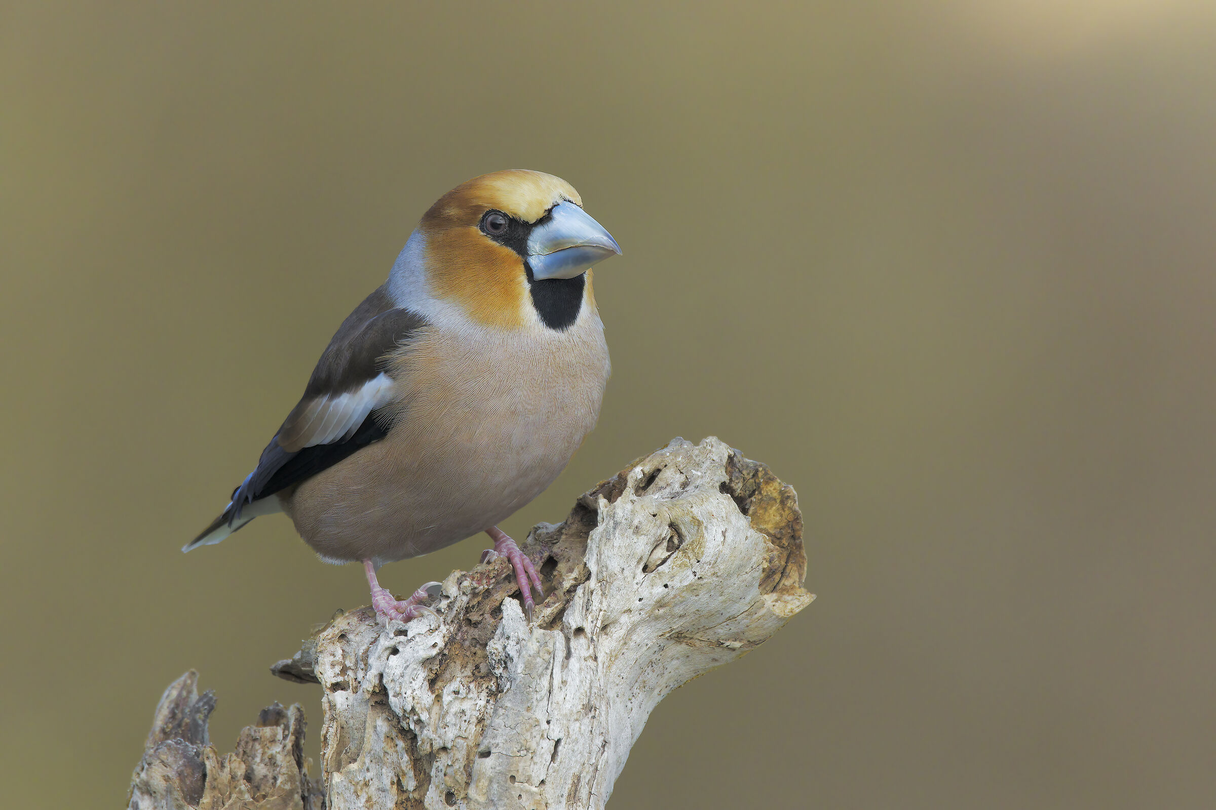 hawfinch