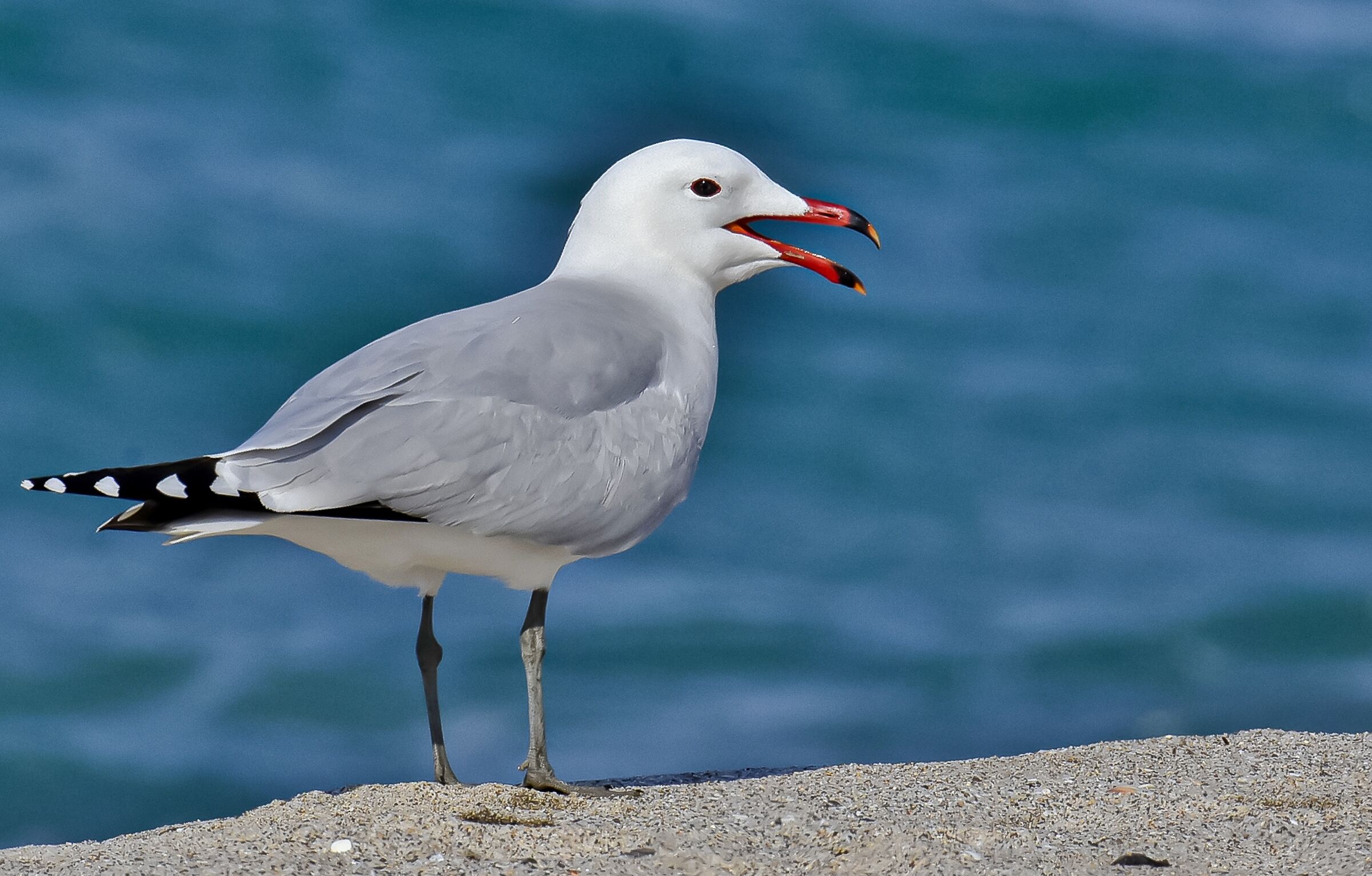 The Corsican seagull