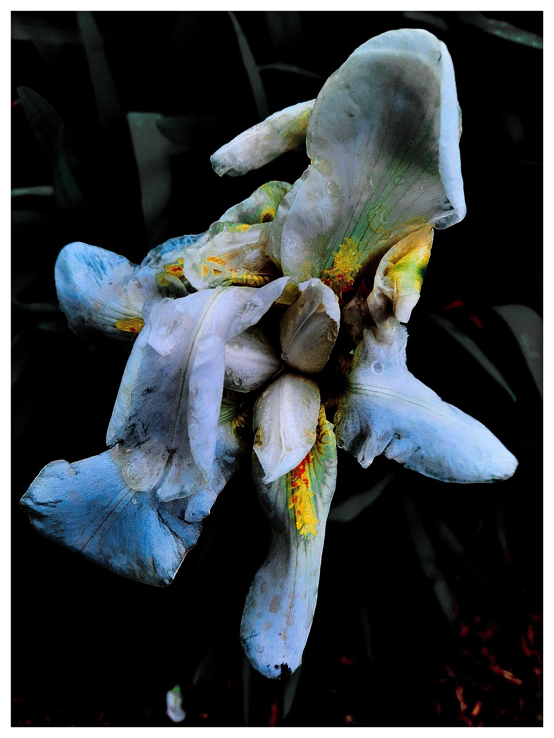 Iris  - dopo la pioggia -