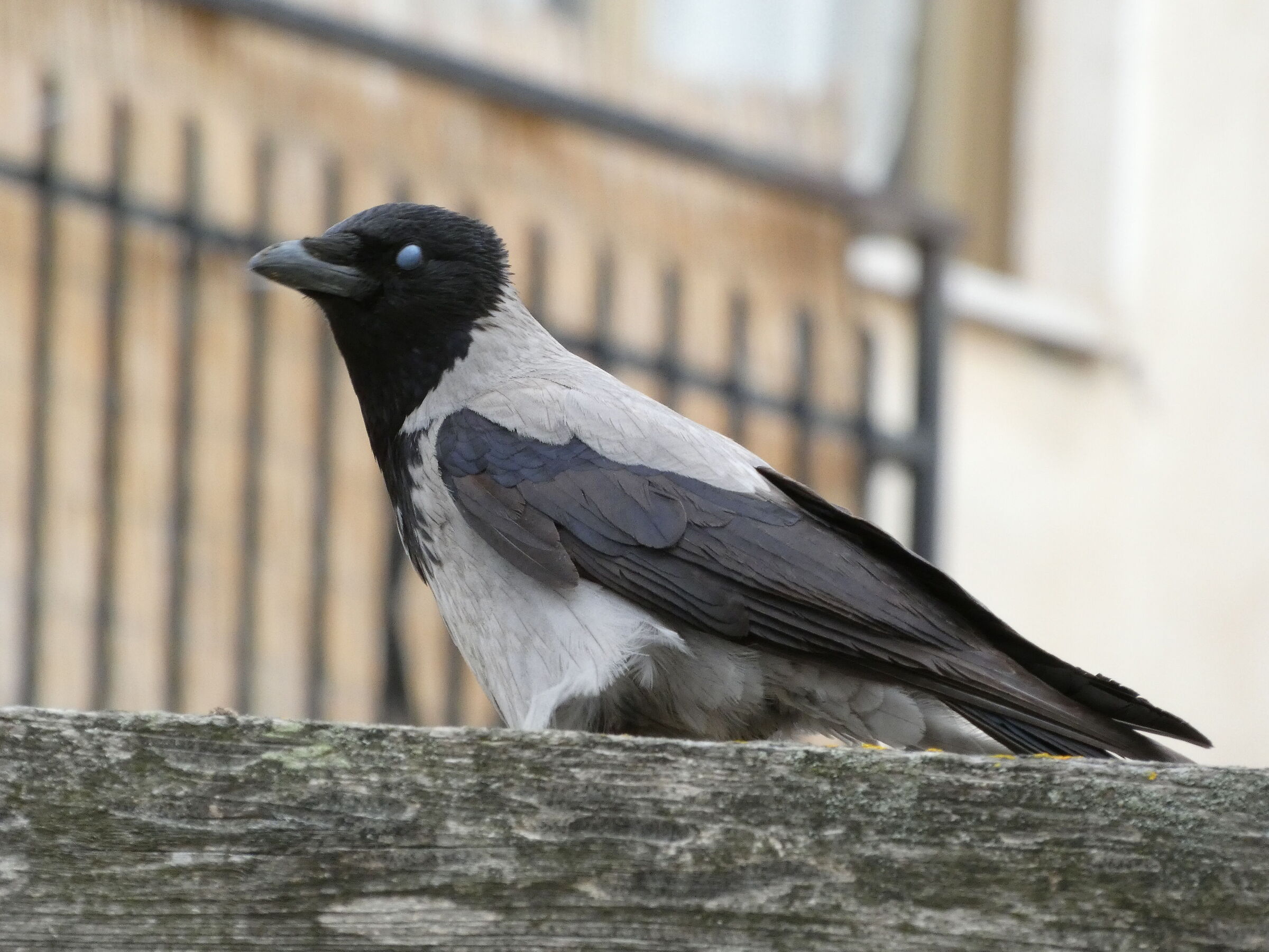 Una cornacchia davvero chiacchierona...