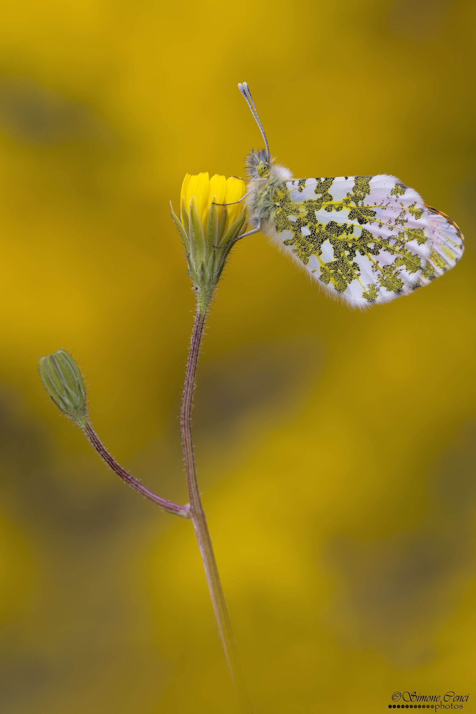 Anthocharis cardamines