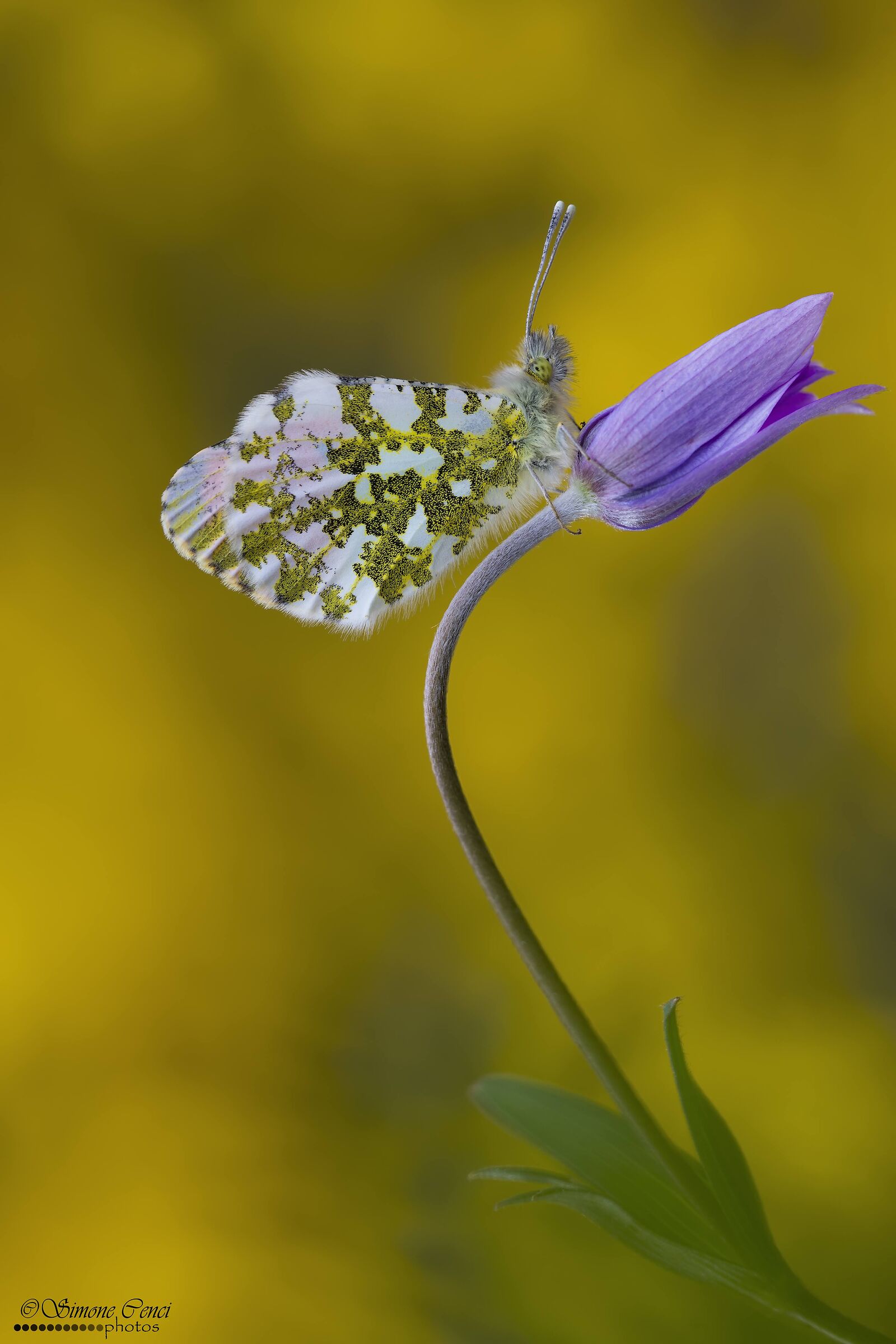 Anthocharis cardamines