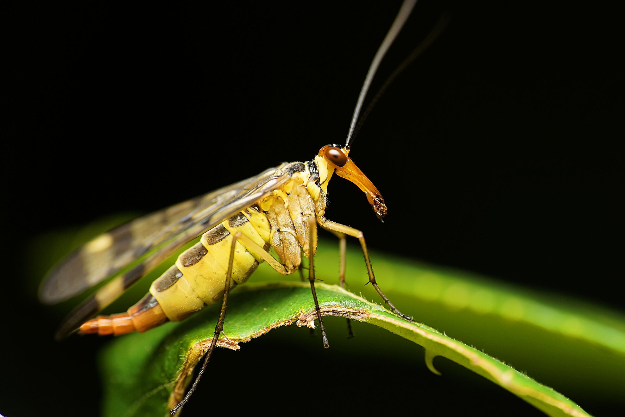 Genere Panorpa (Scorpion Fly)