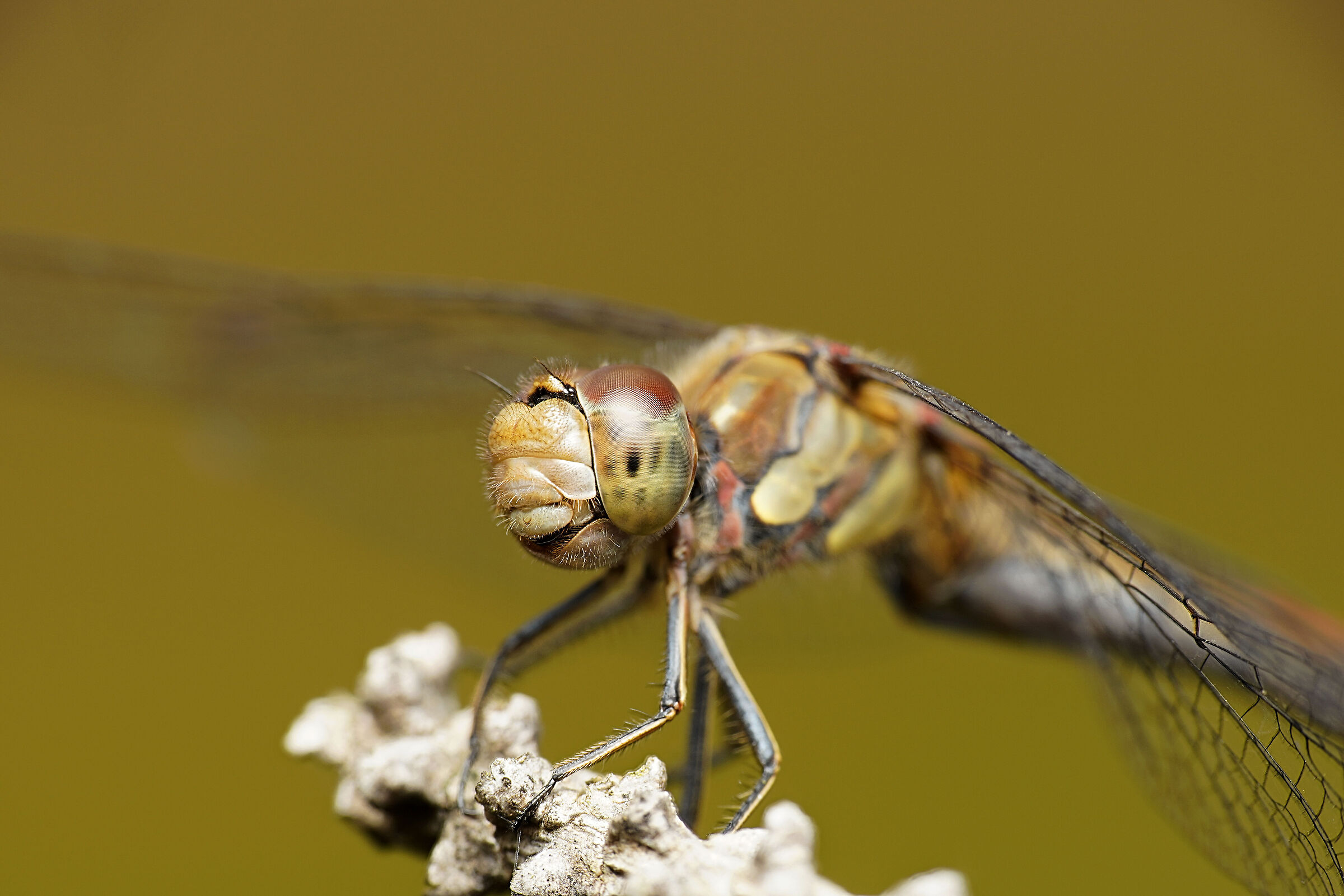 Sympetrum striolatum