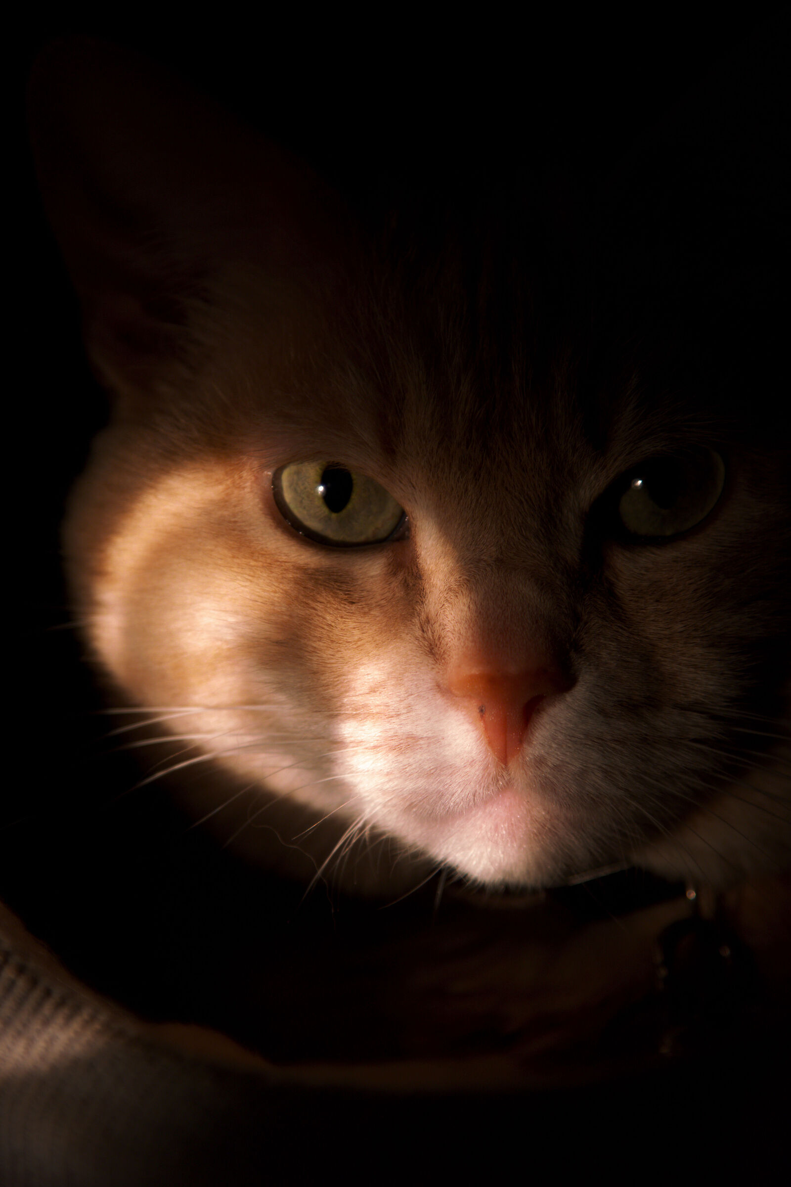 Tiffany al sicuro nella sua cuccia