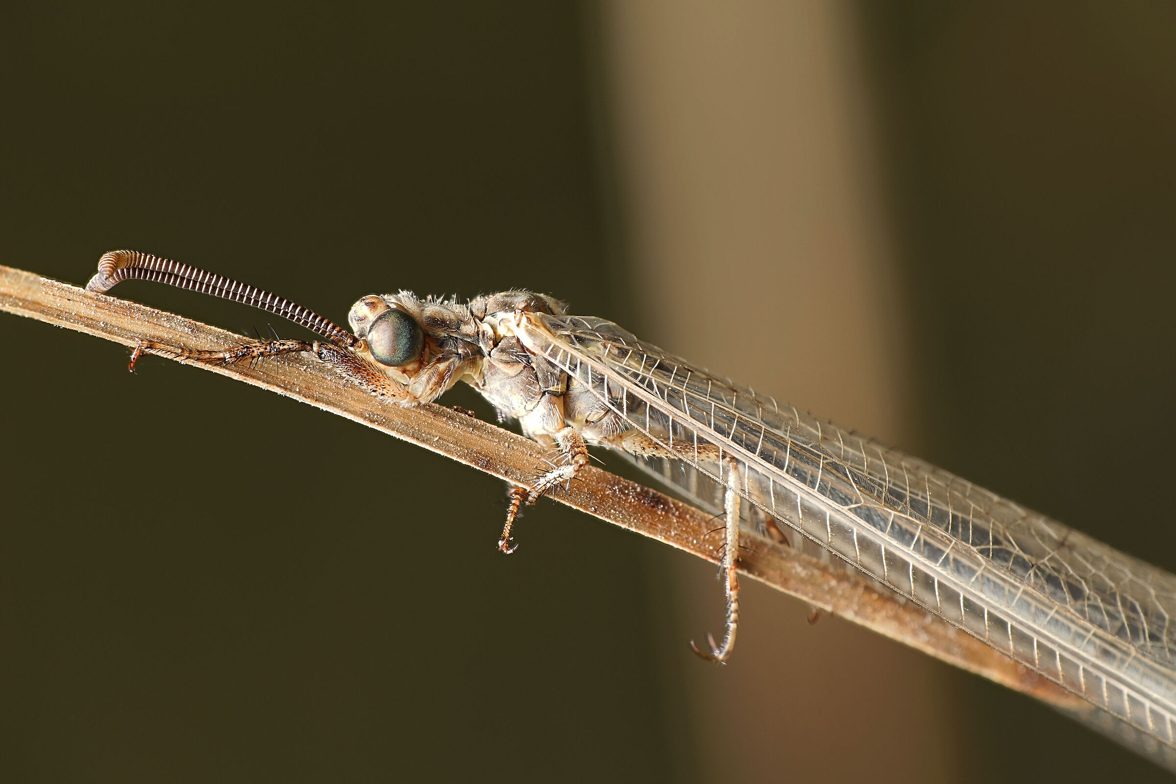 Myrmeleontidae