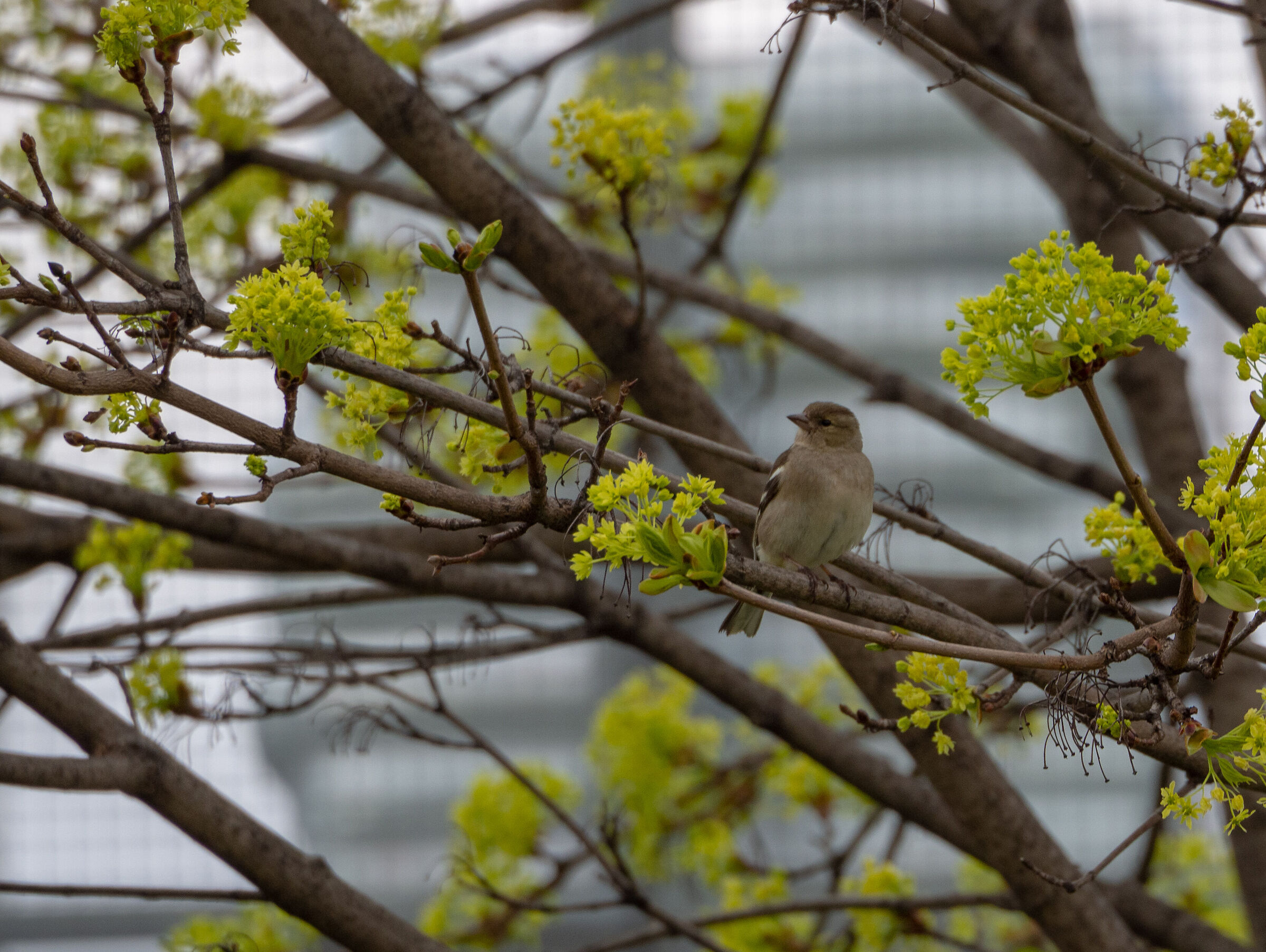 Signs of spring