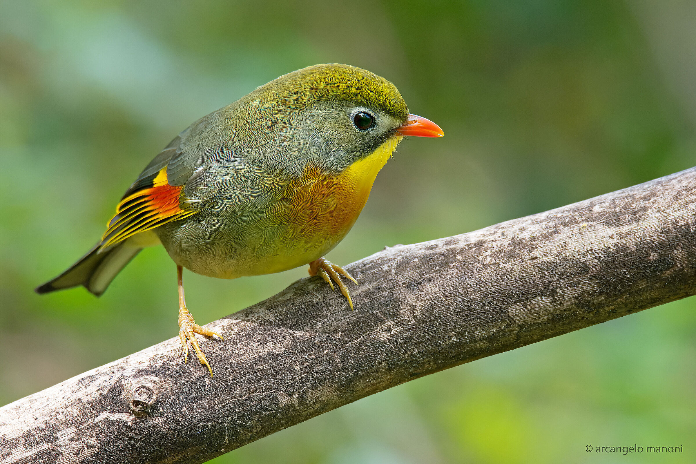 My favorite nightingale