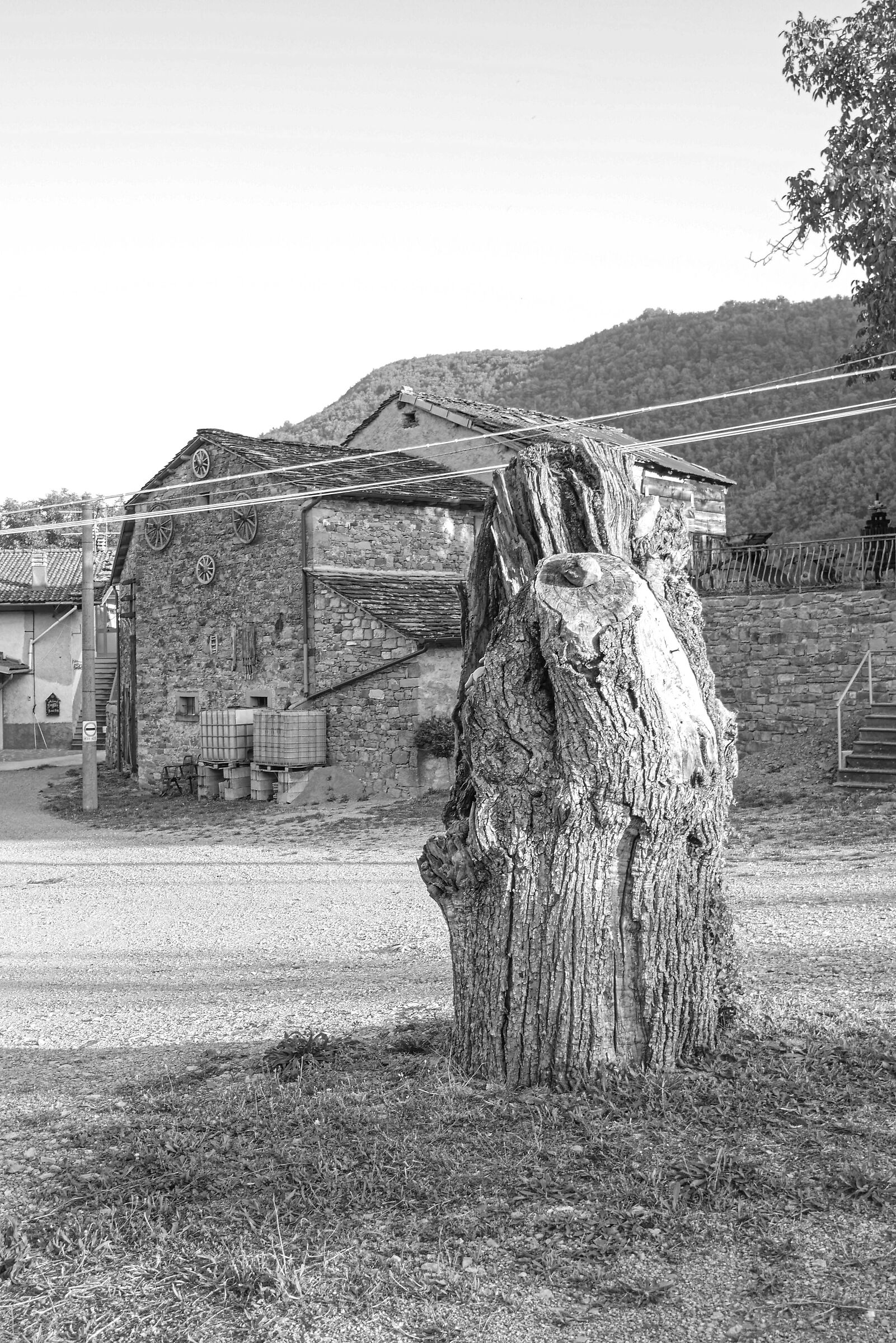 farmers and old trees