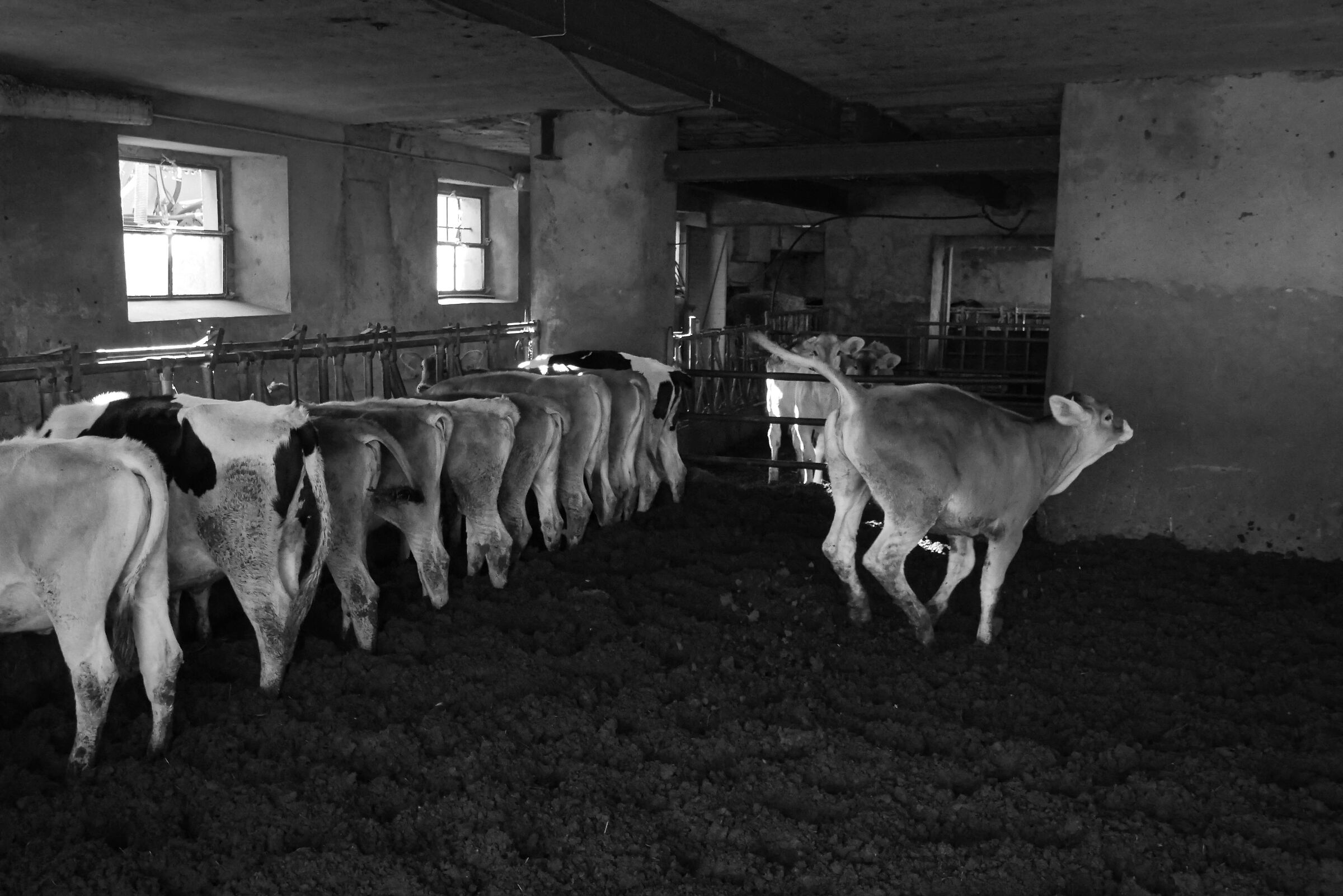 Country Studio, Calf 2