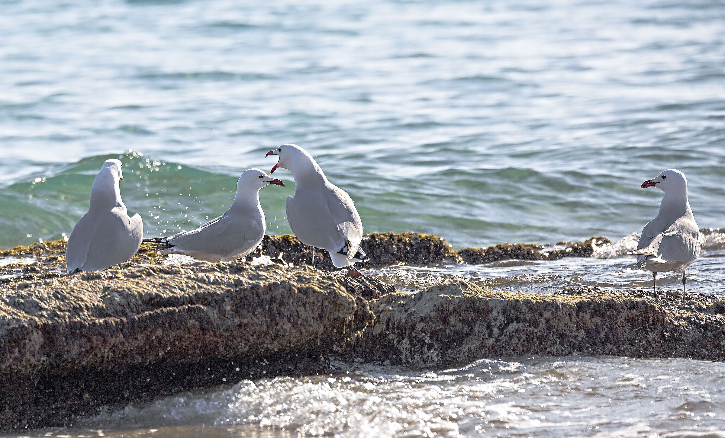 Corsican gulls