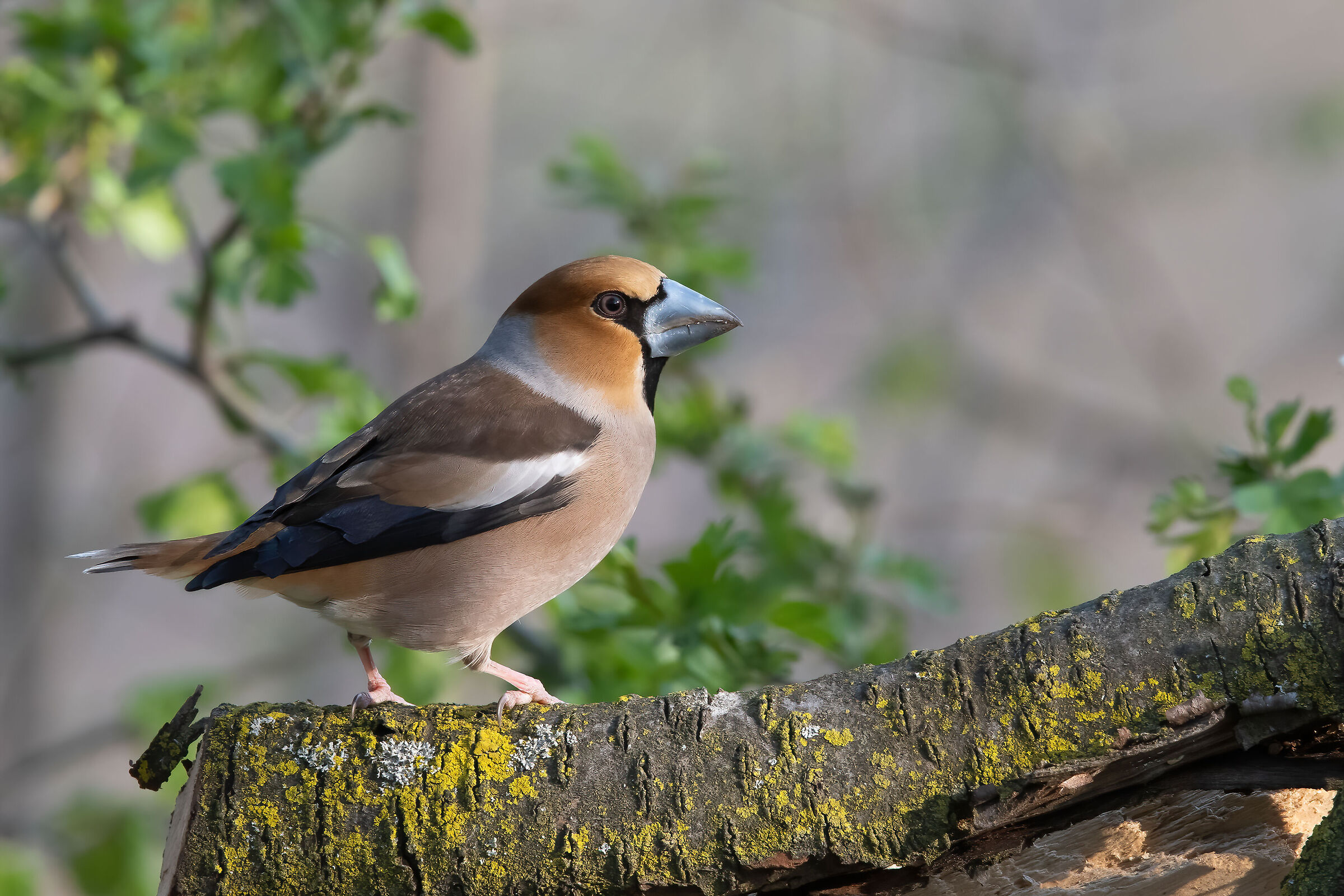 Hawfinch