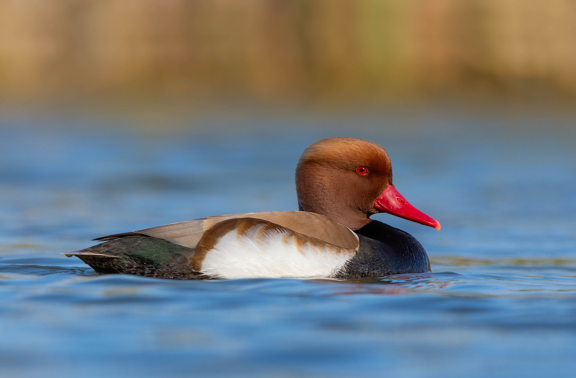 Red-crested pochard