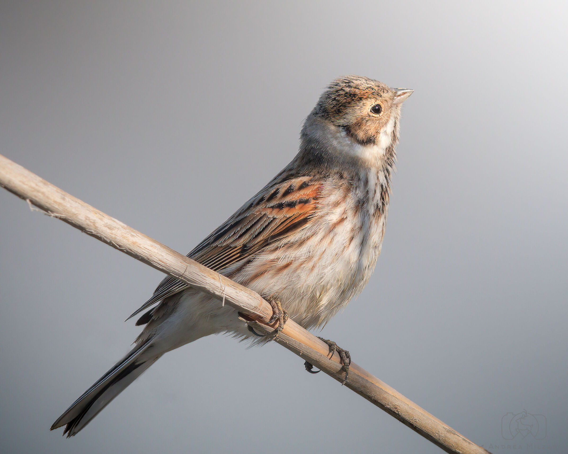 Migliarino di palude