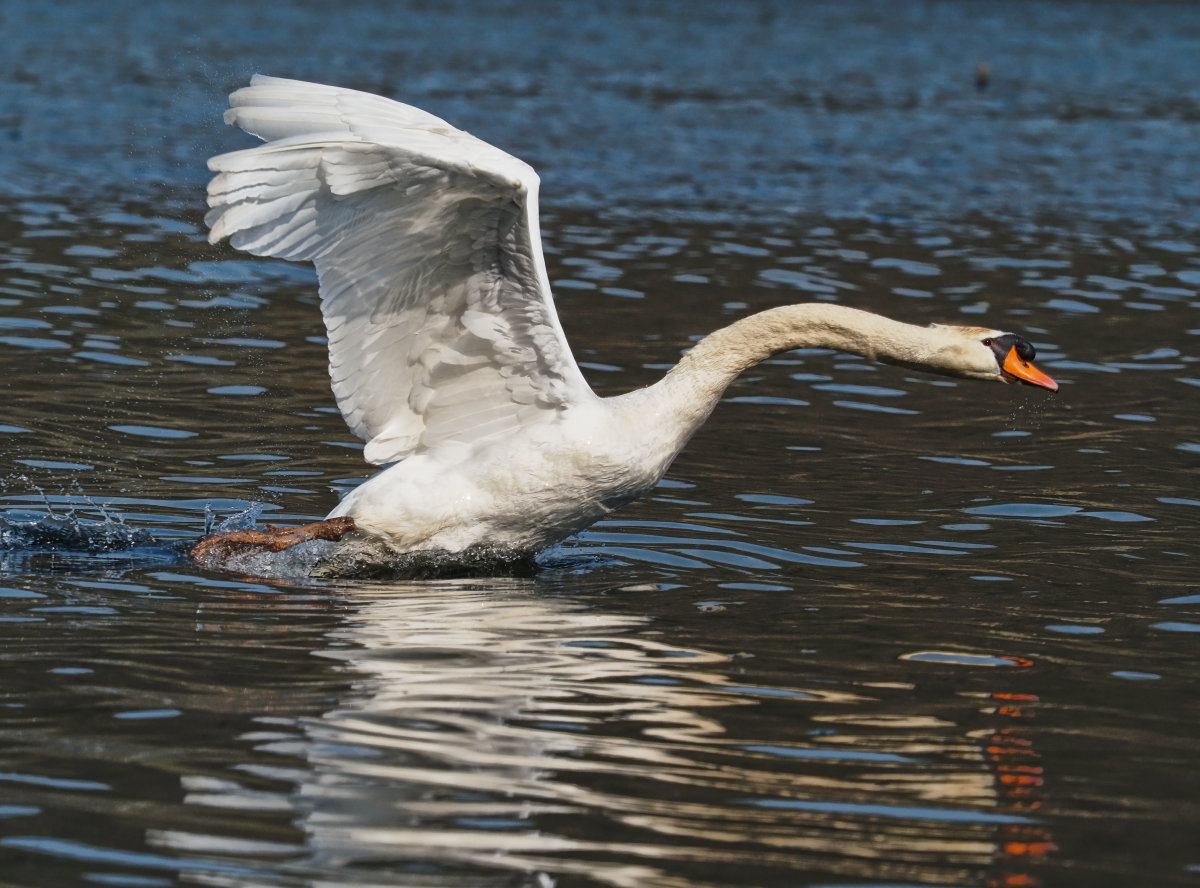 Mute Swan