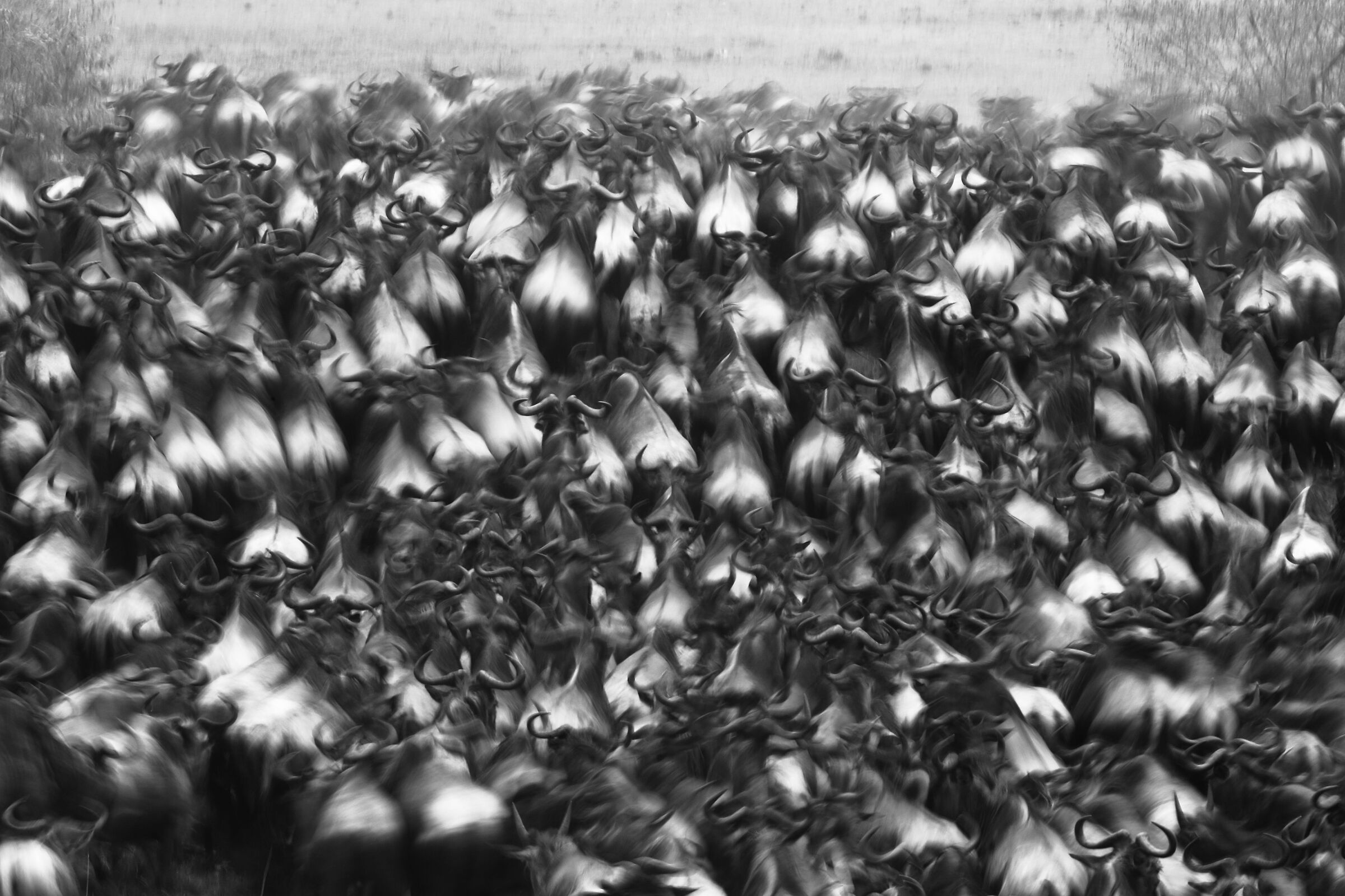 Assembramento africano