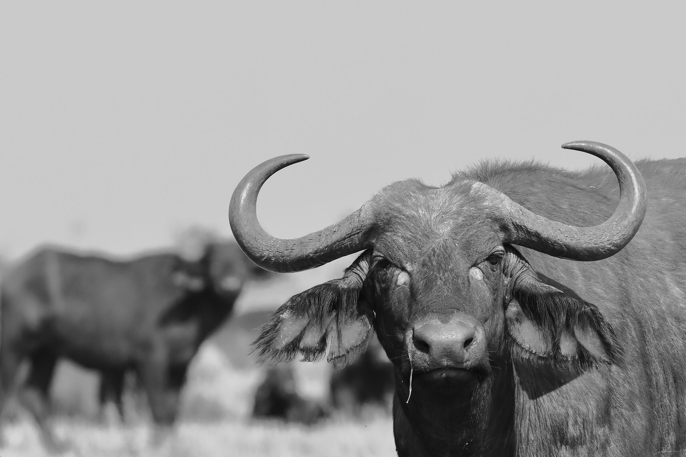 Bufalo