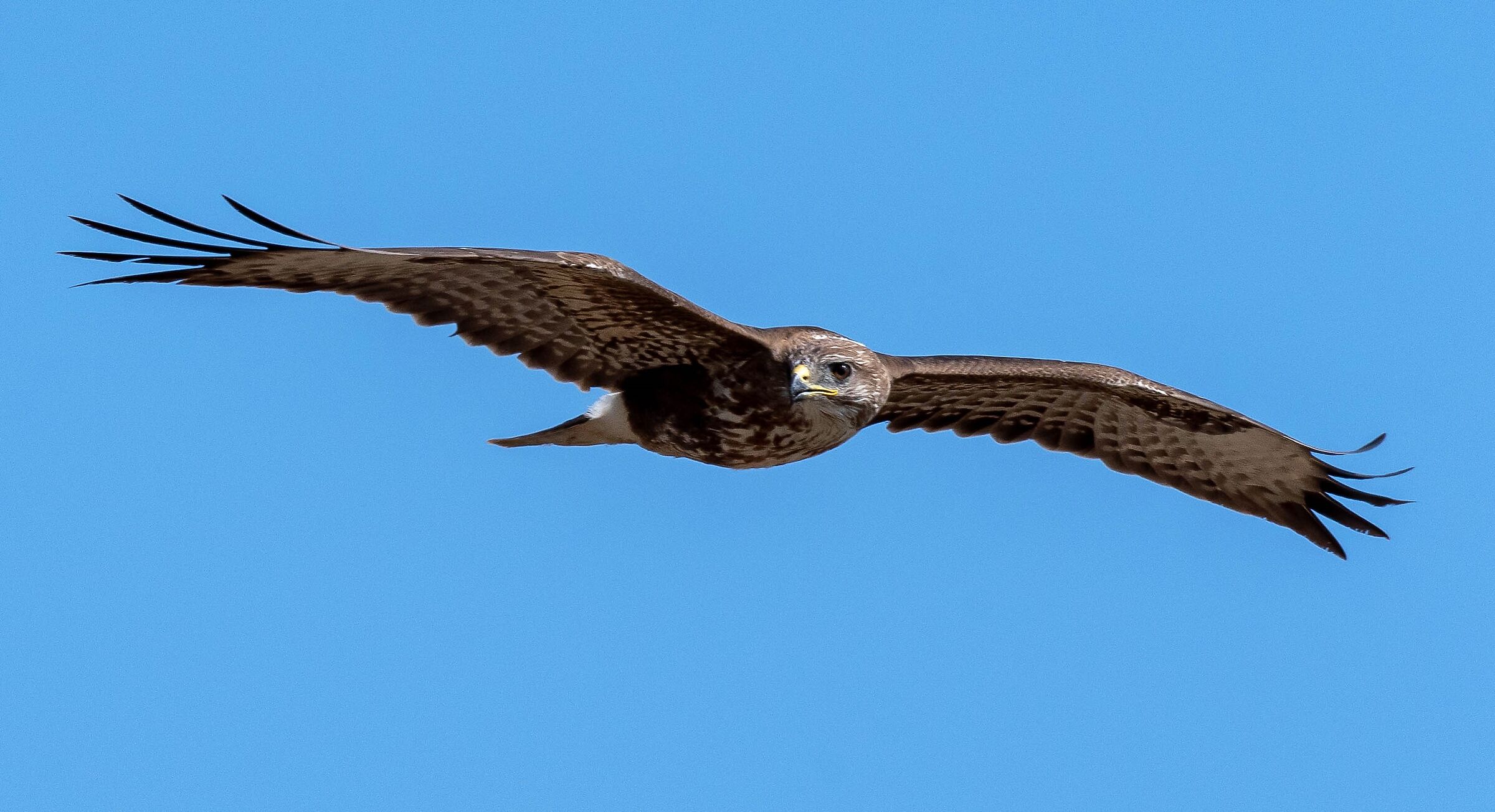 Buzzard (Buteo buteo)