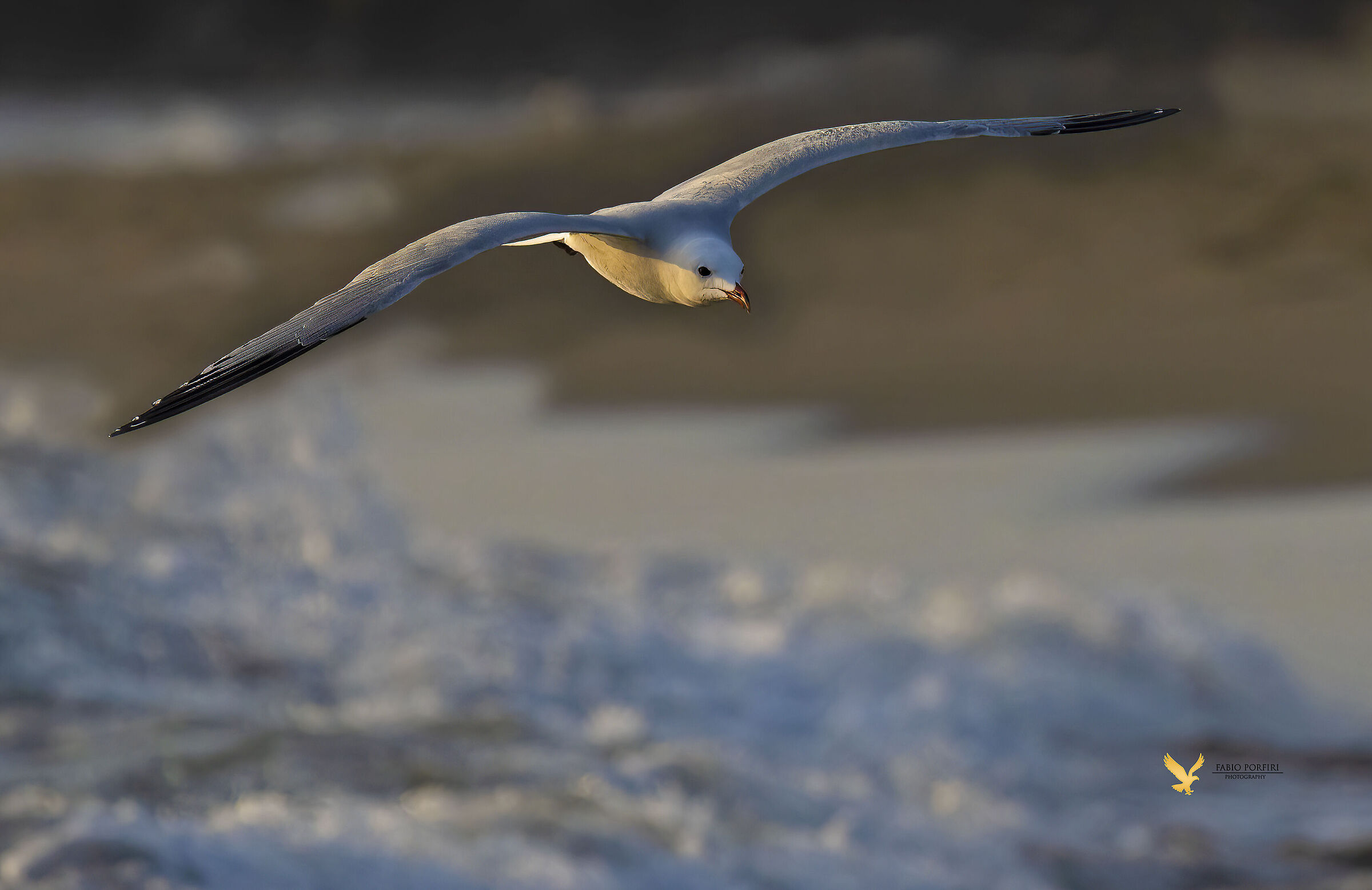 it's a matter of light............. Corsican seagull