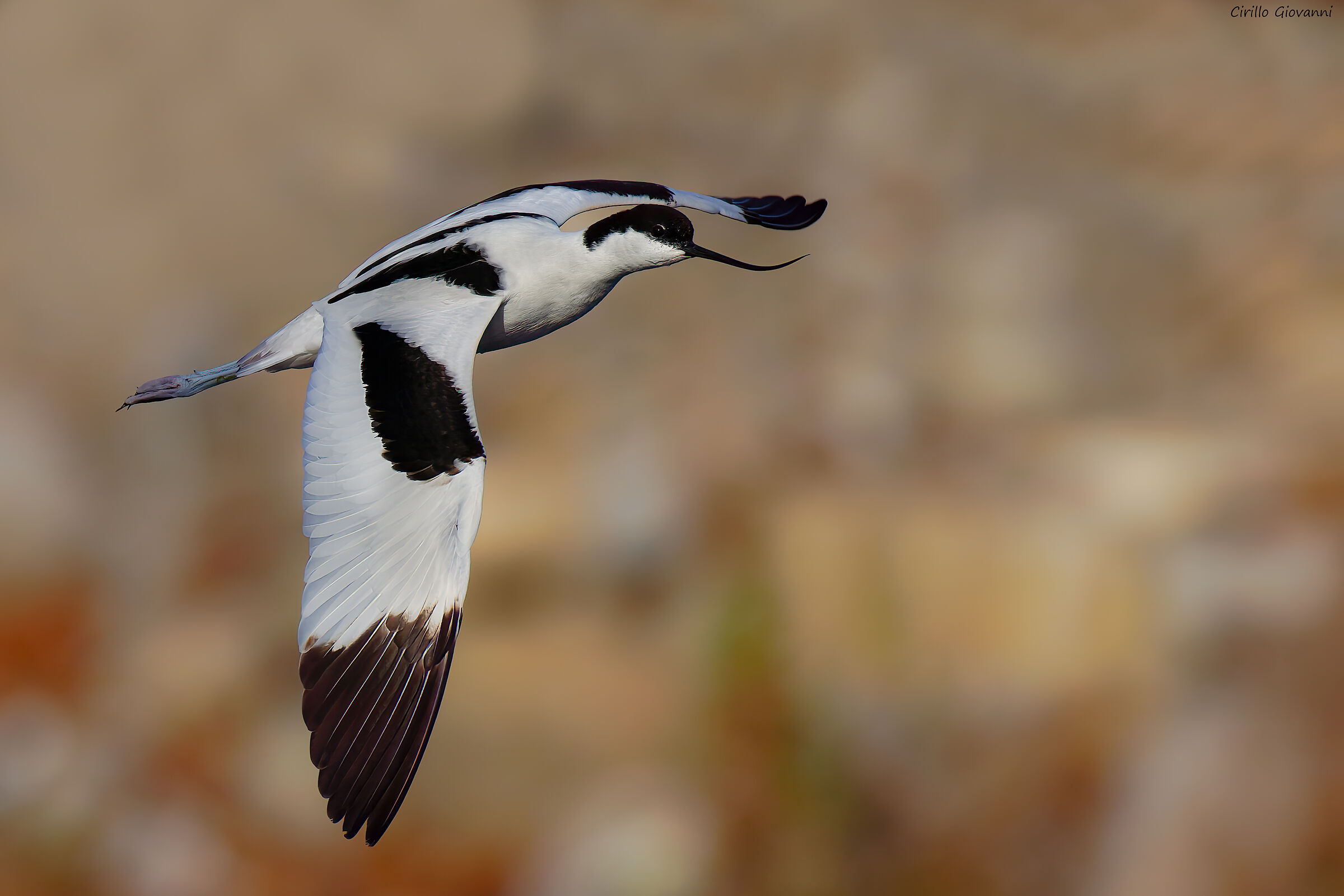 avocetta