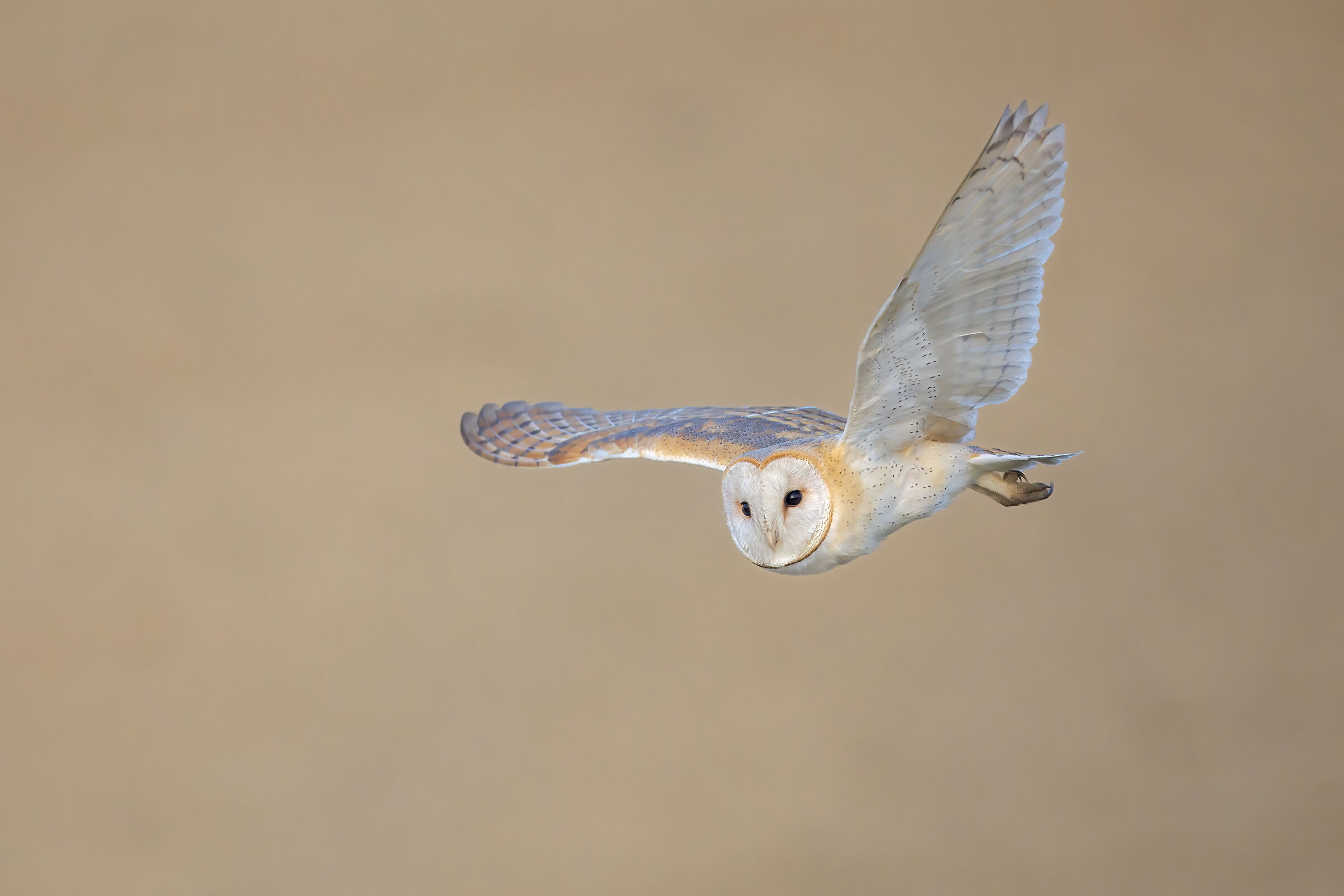 Barbagianni (Tyto Alba) su sfondo color crema