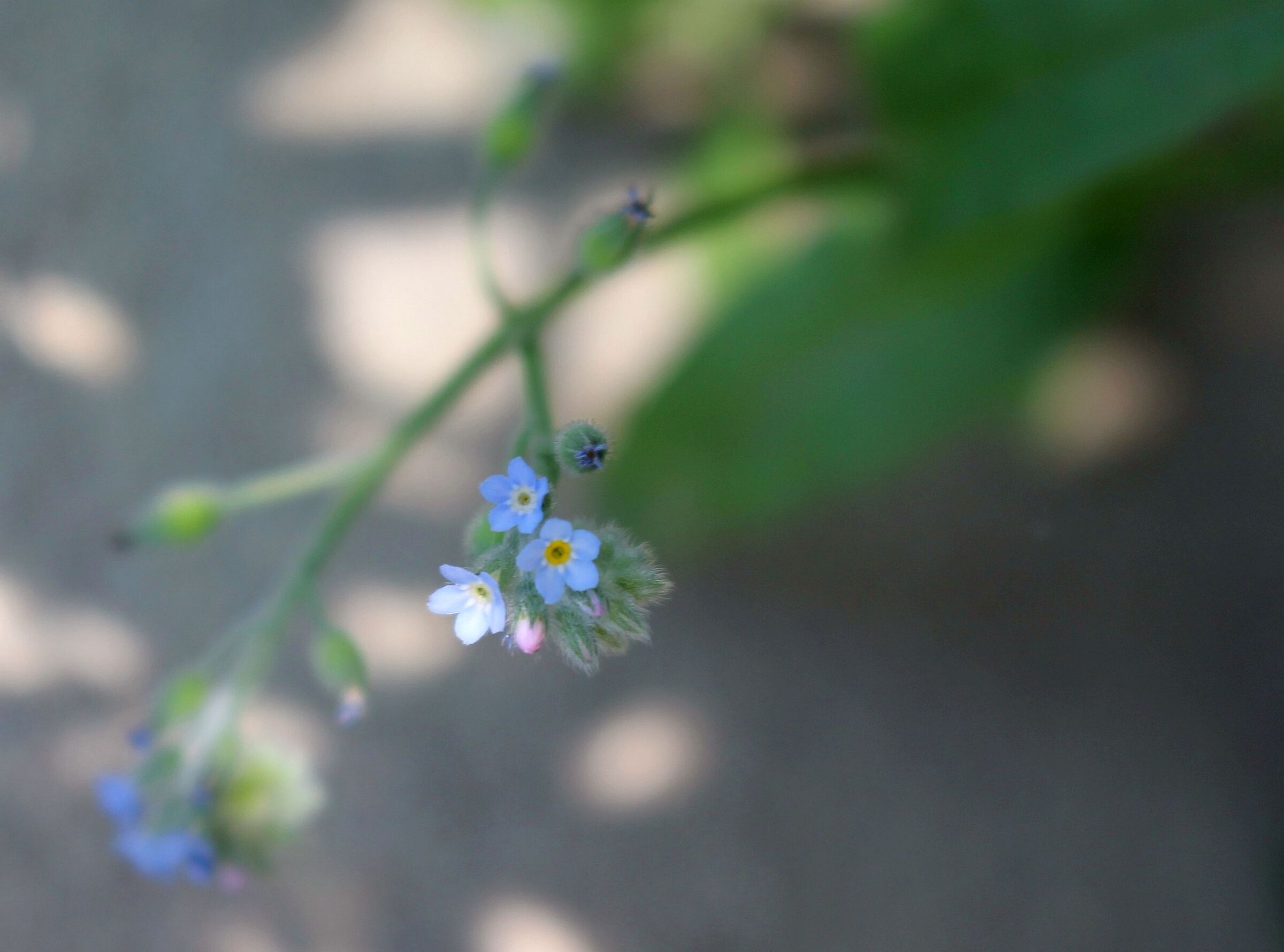Myosotis