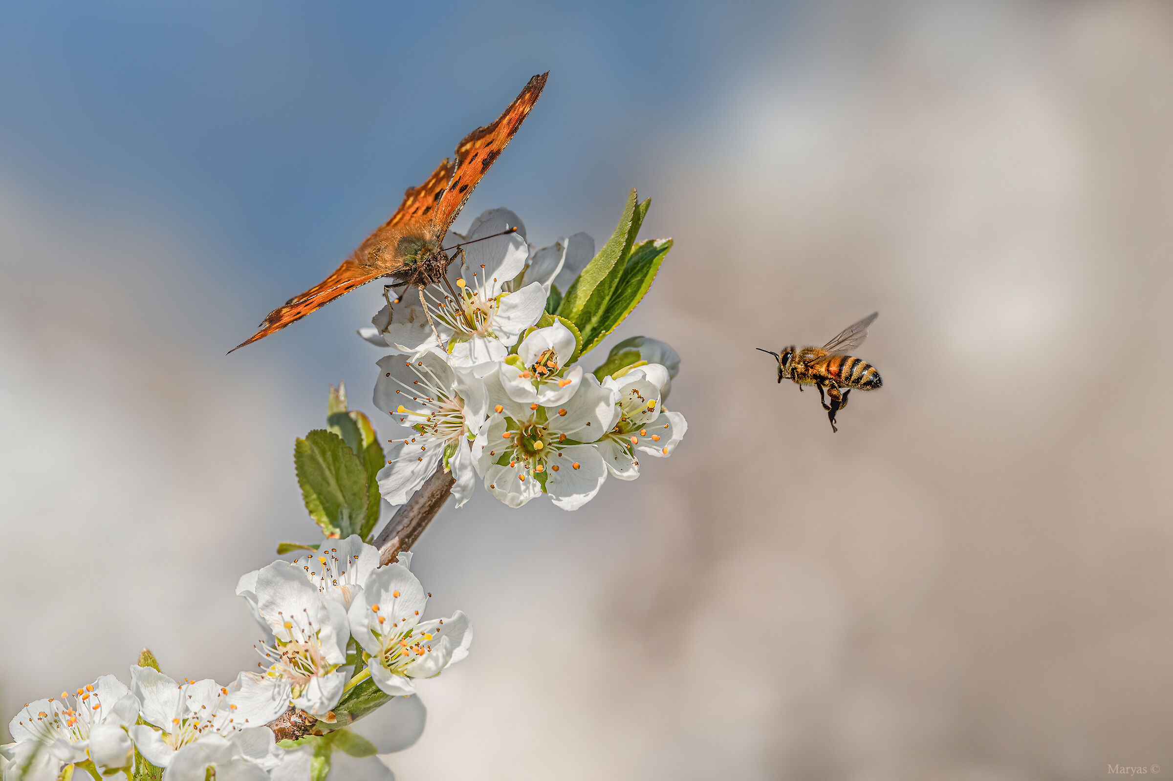 Profumo di primavera