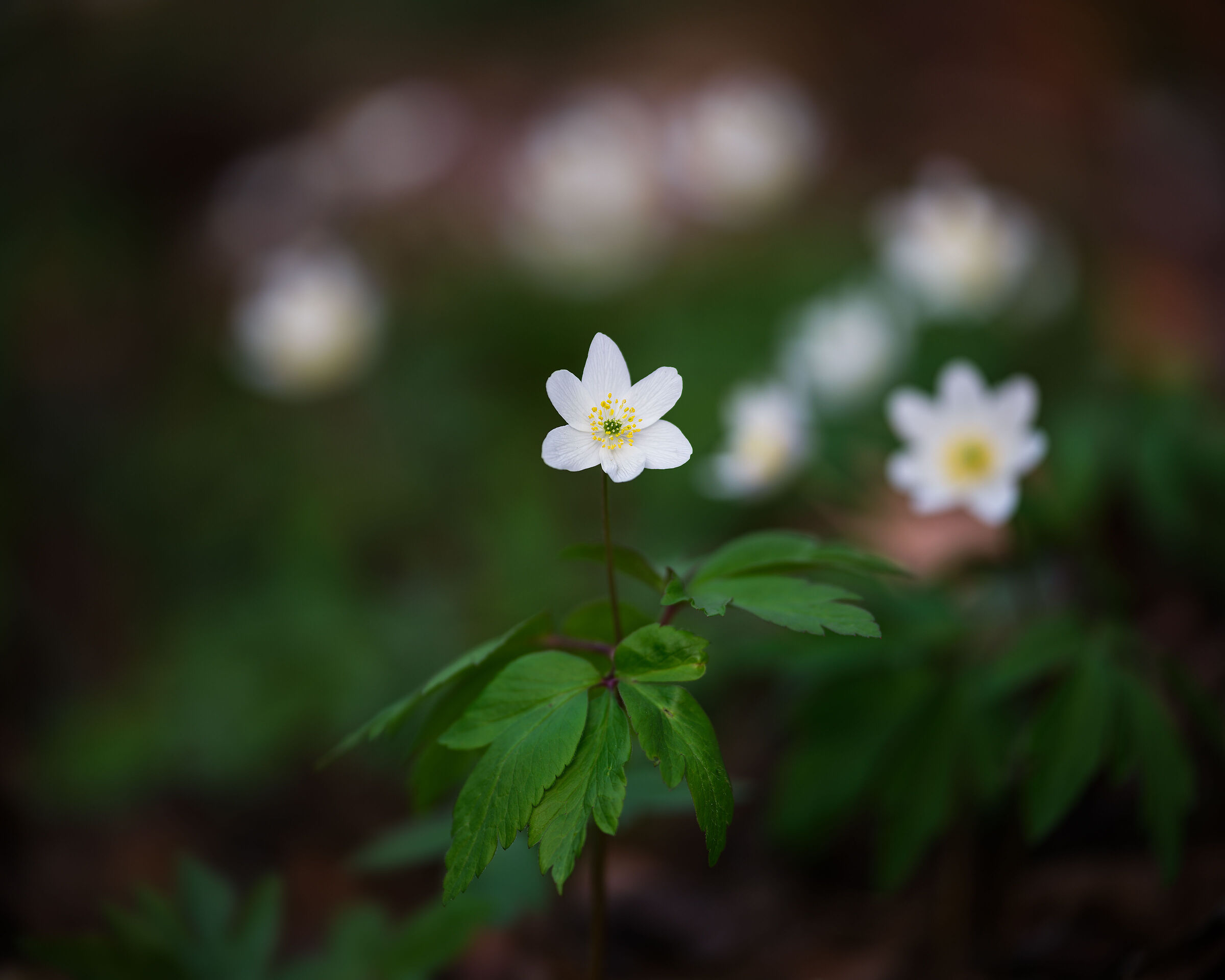 Anemone nemorosa