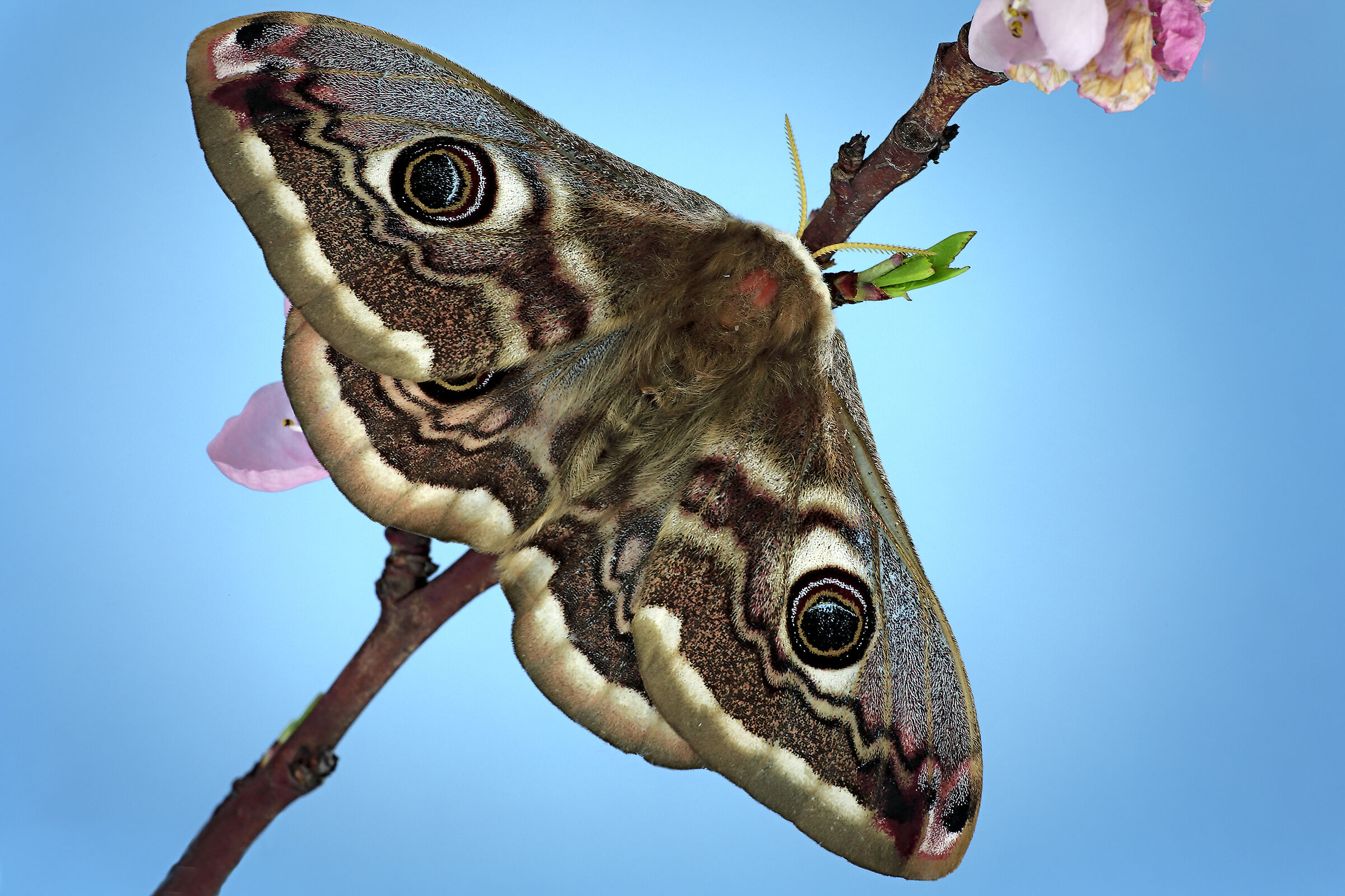 Saturnia pavoniella