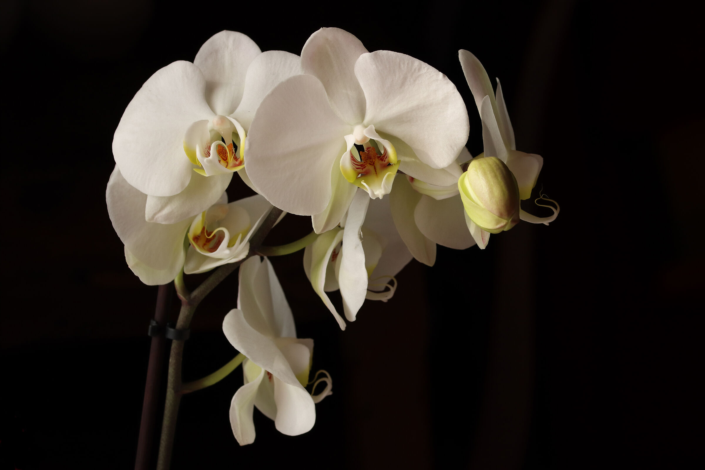 wedding anniversary ...