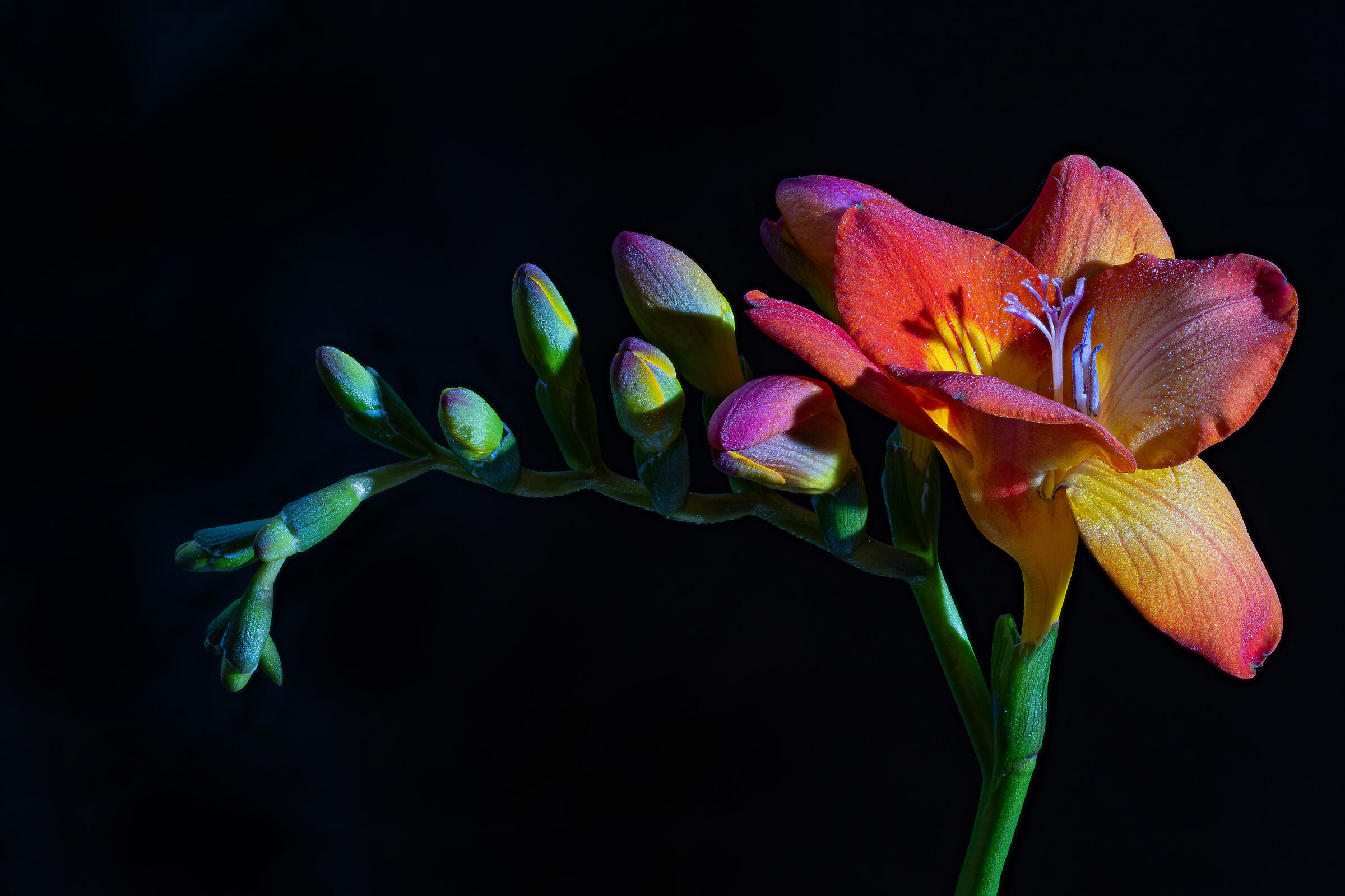 Freesia