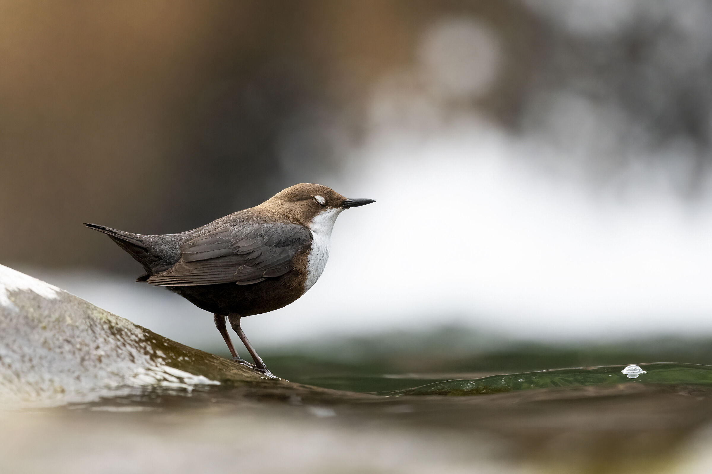 Even the blackbird every now and then relaxes!!