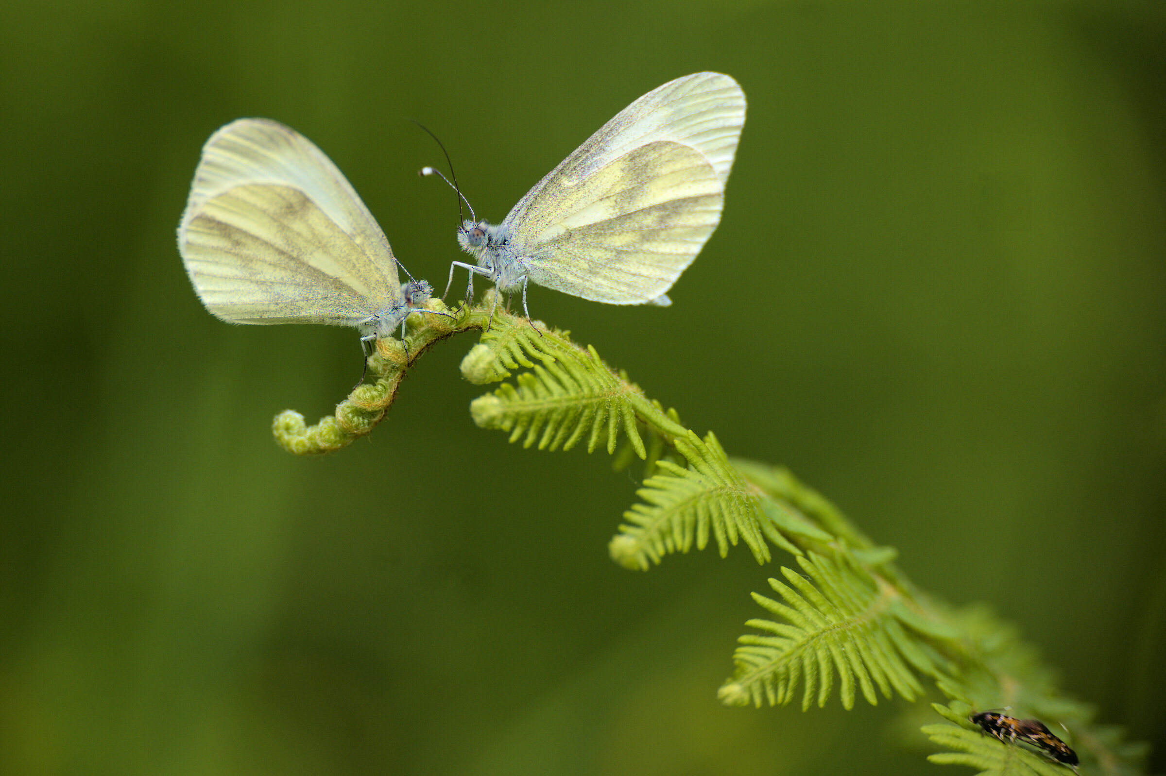 Tecla del rovo - Scurano