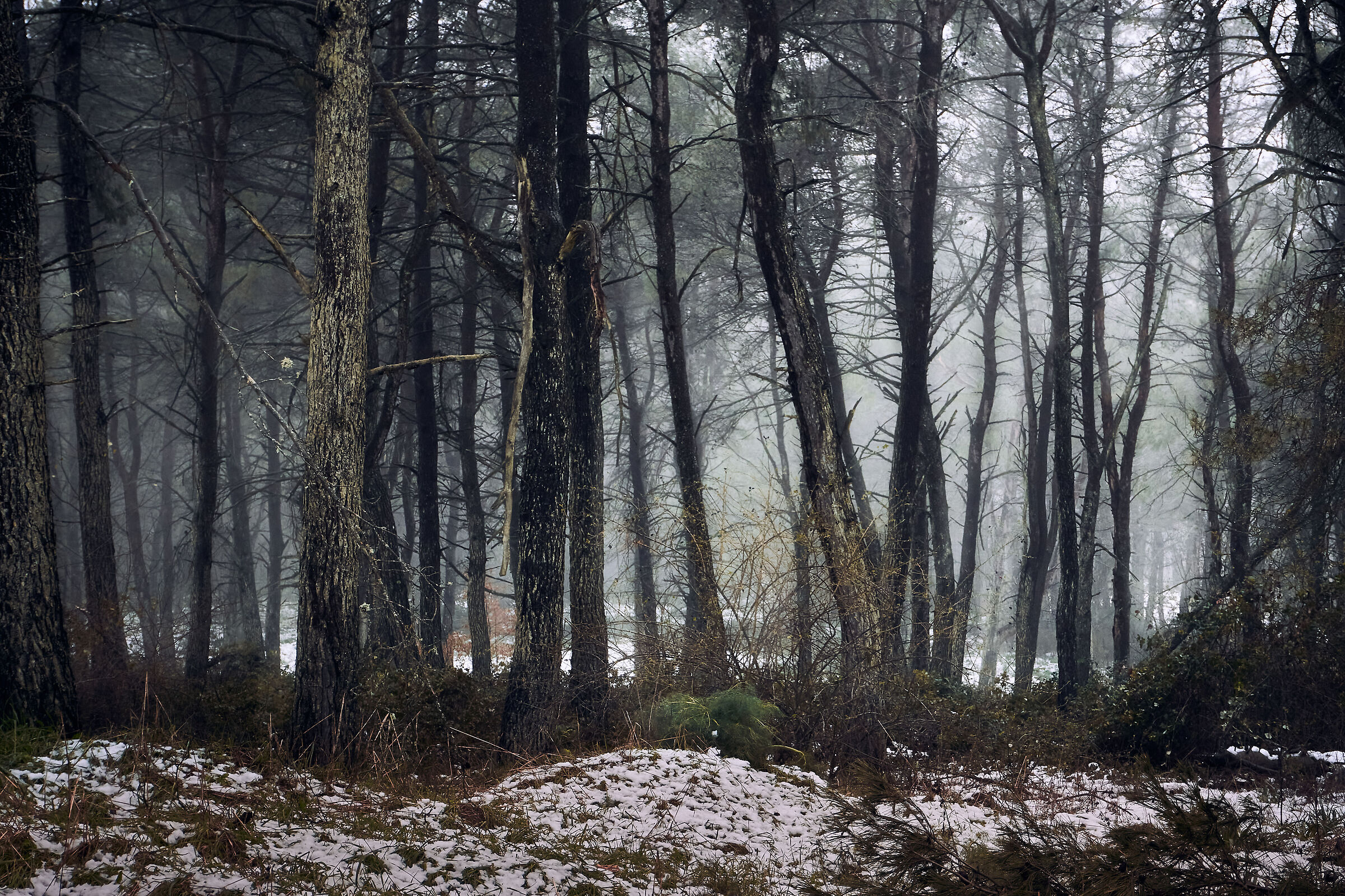 Bosco di Acquatetta, Apulia