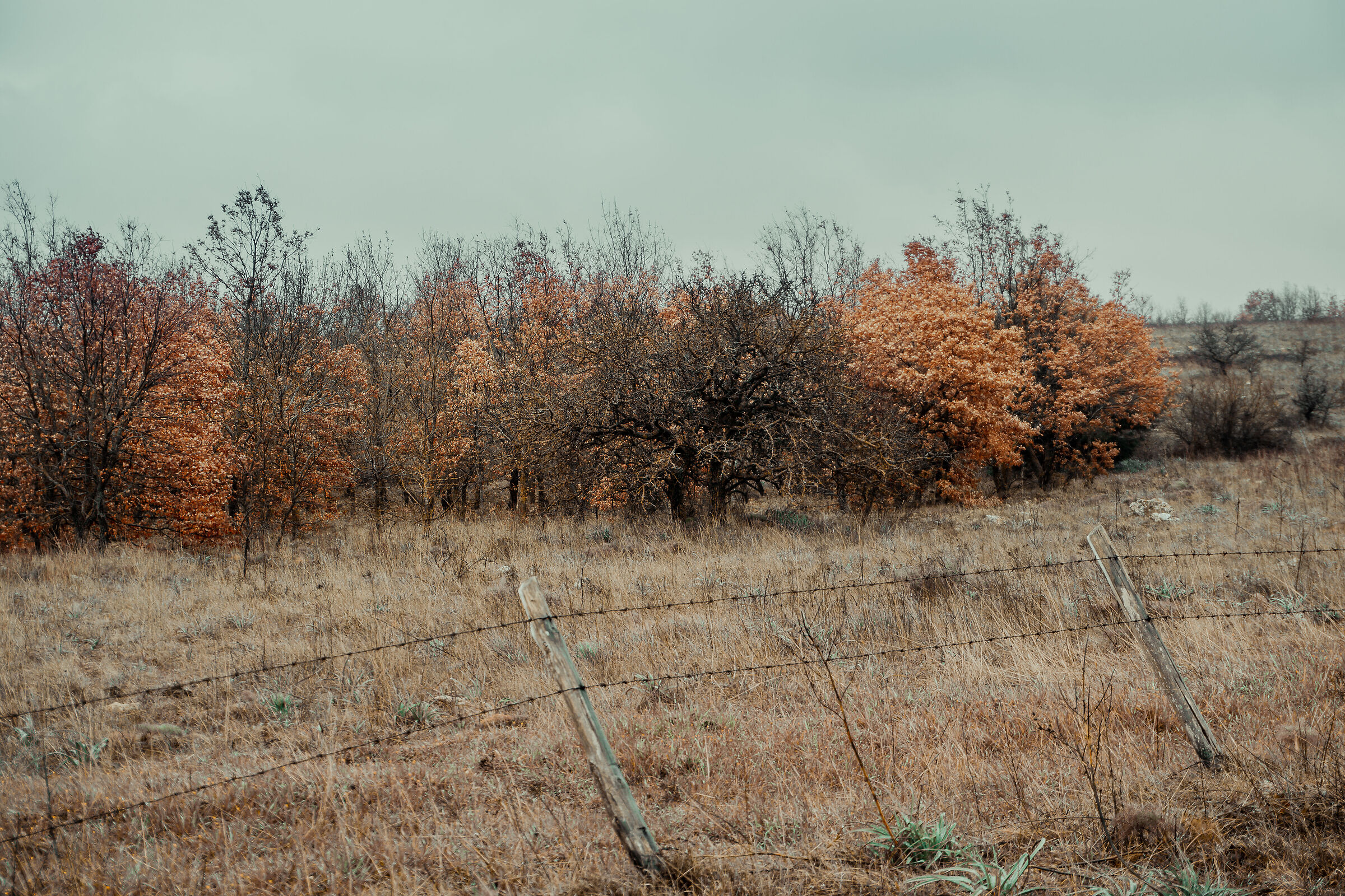 Bosco di Acquatetta, Apulia