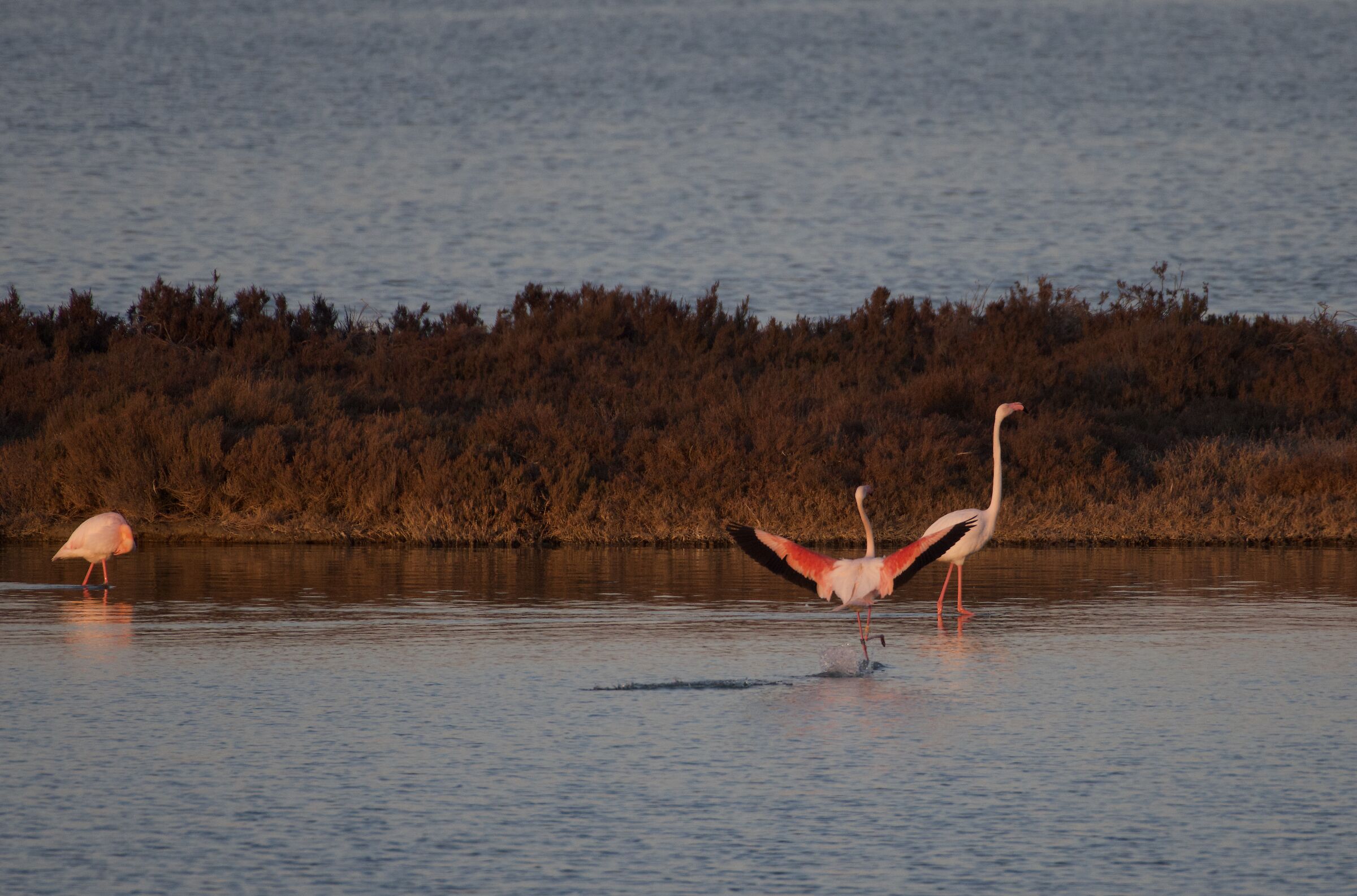 Flamingos 1