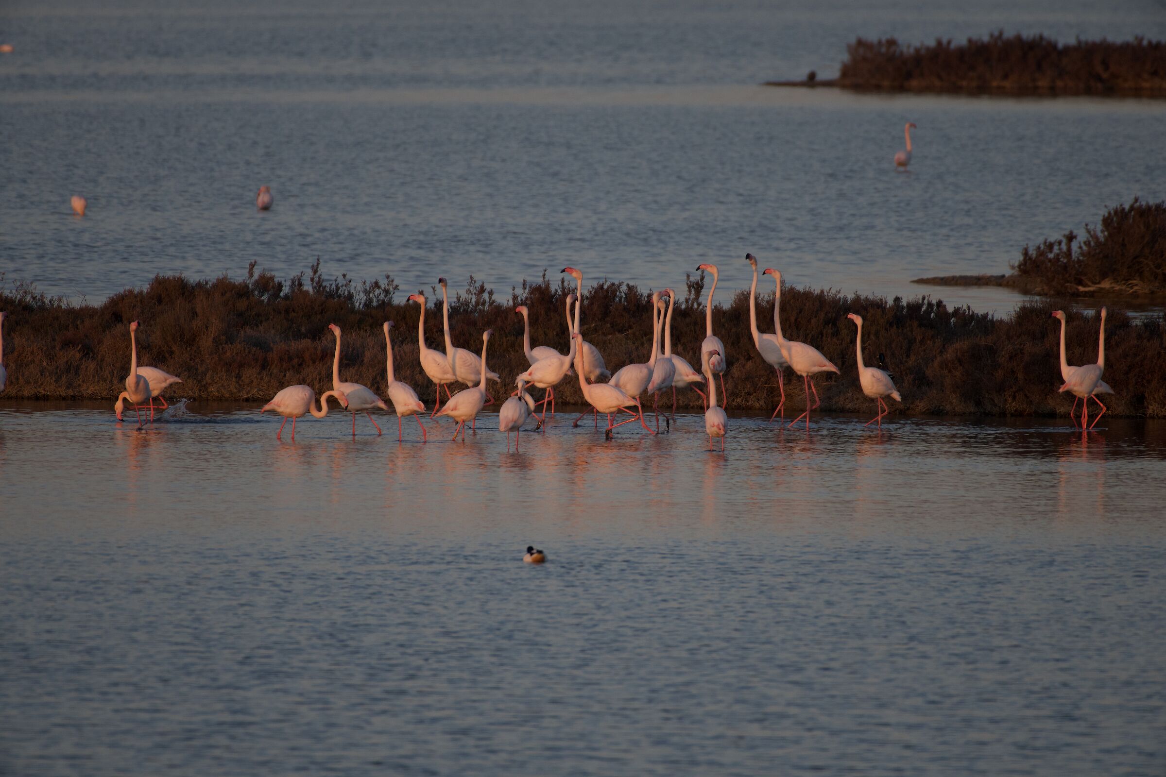 Flamingos 2