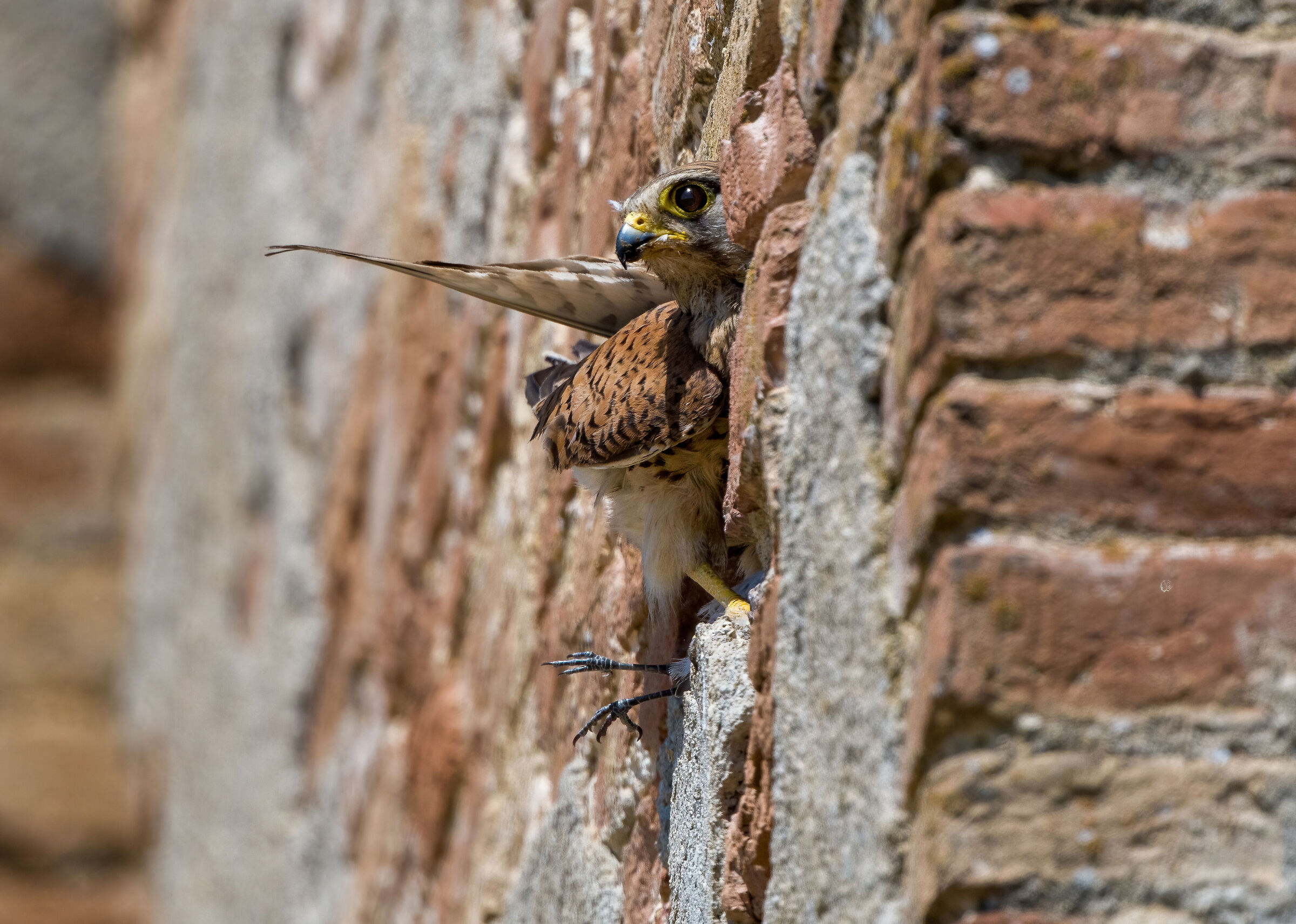 Kestrel