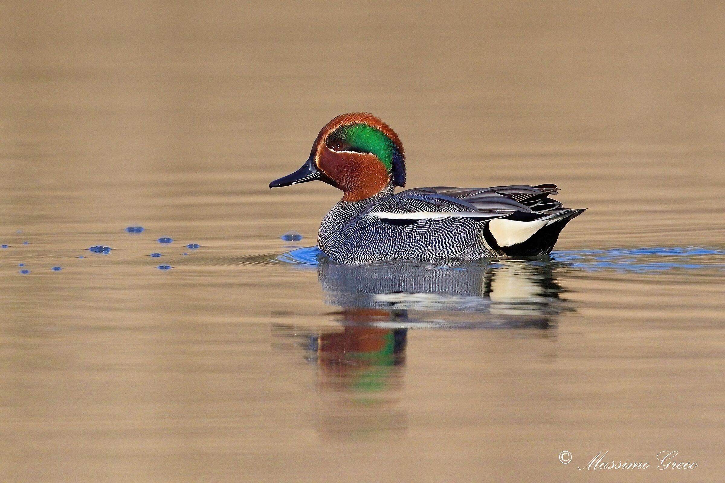 Alzavola (Anas crecca)