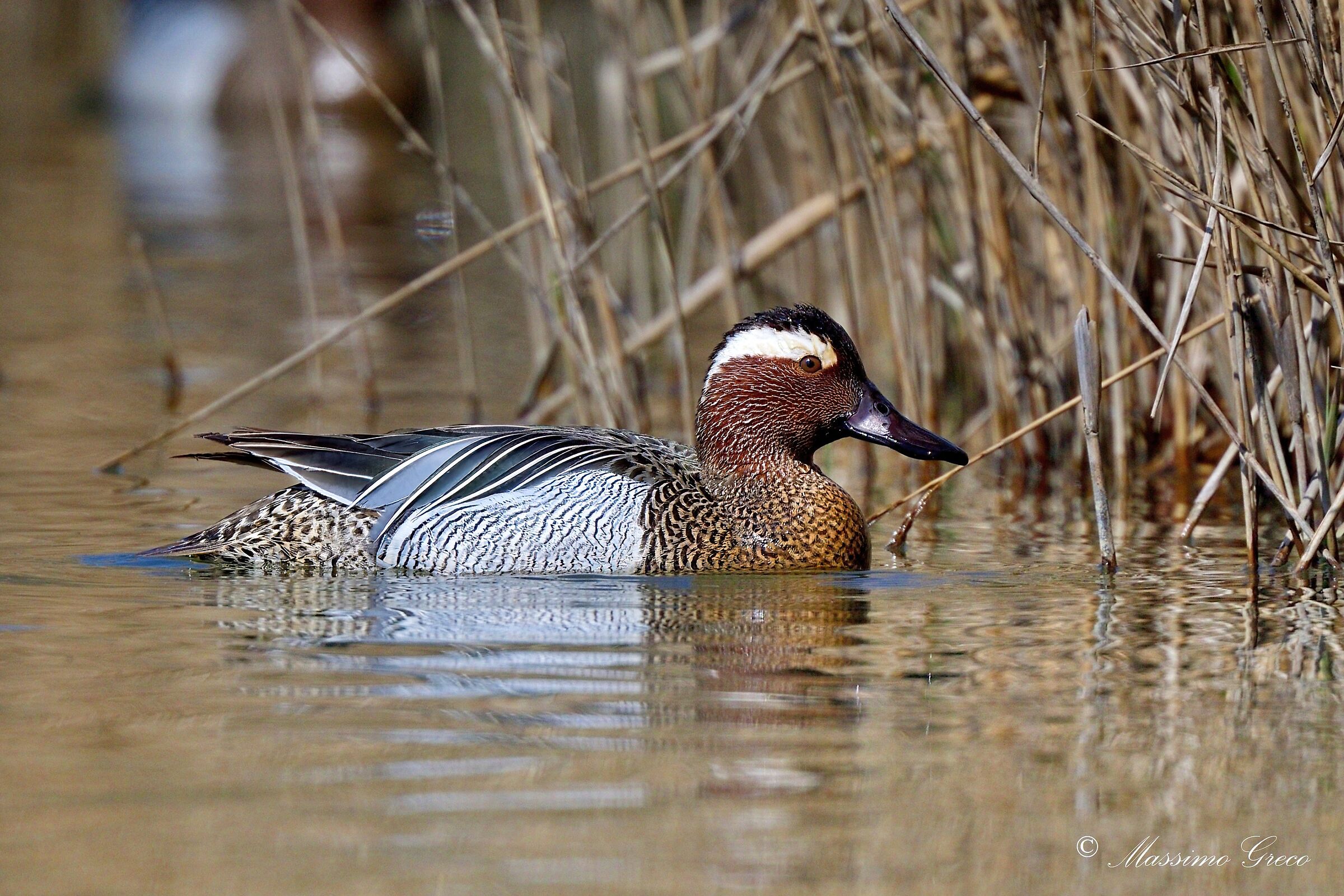 Marzaiola (Anas querquedula)