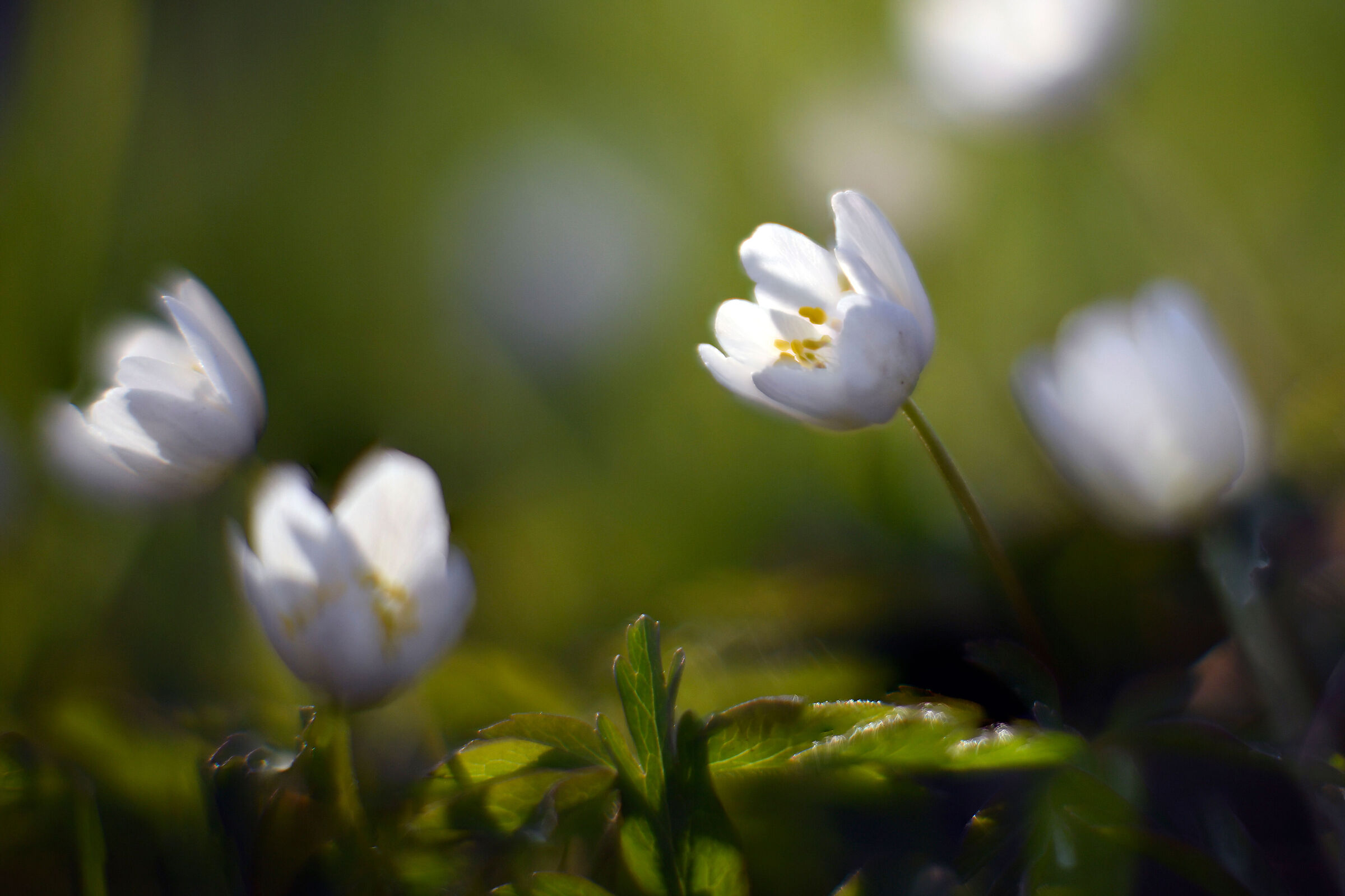 Studio noct 58 f1.2 in macro
