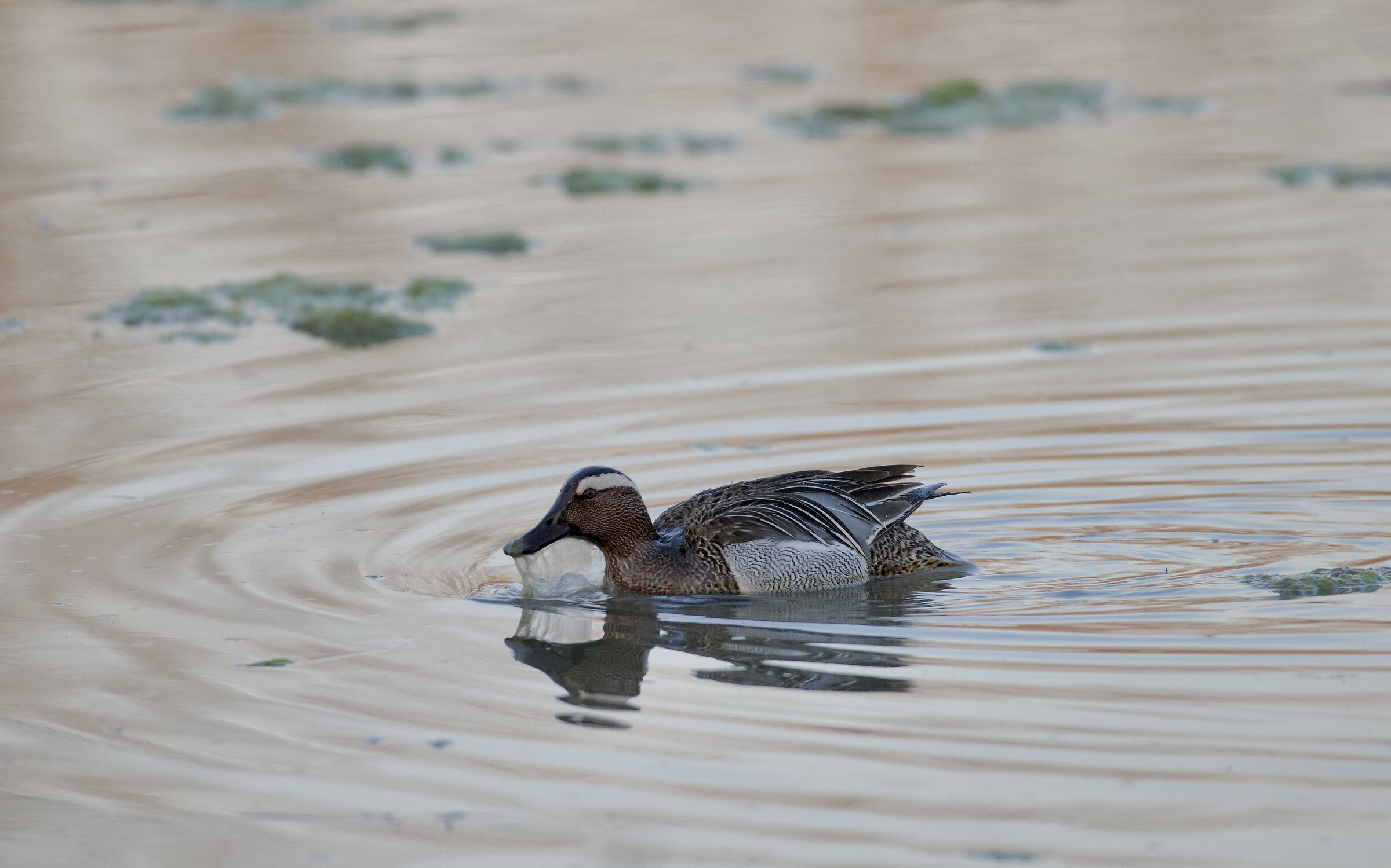 Garganey