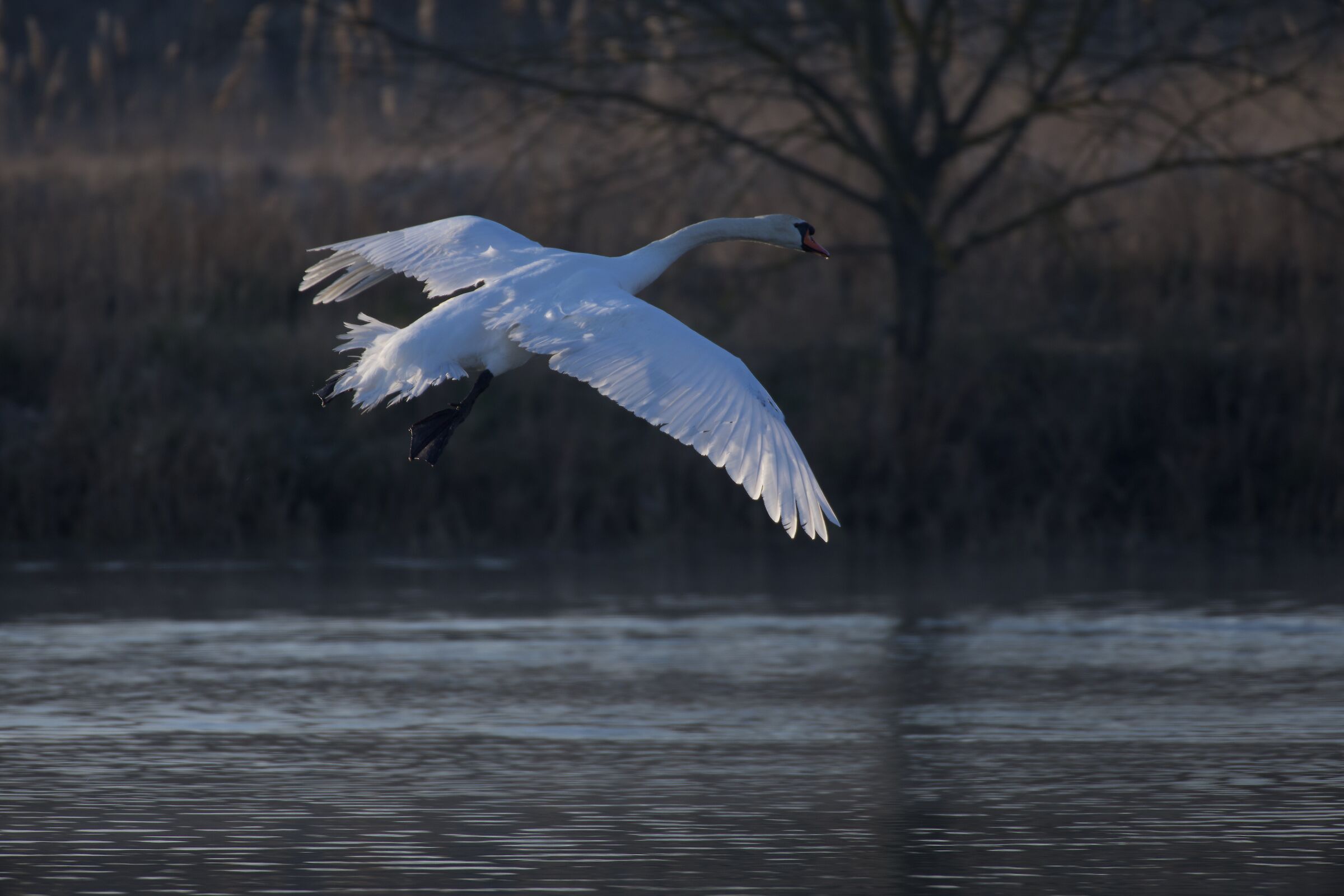 Gliding swan