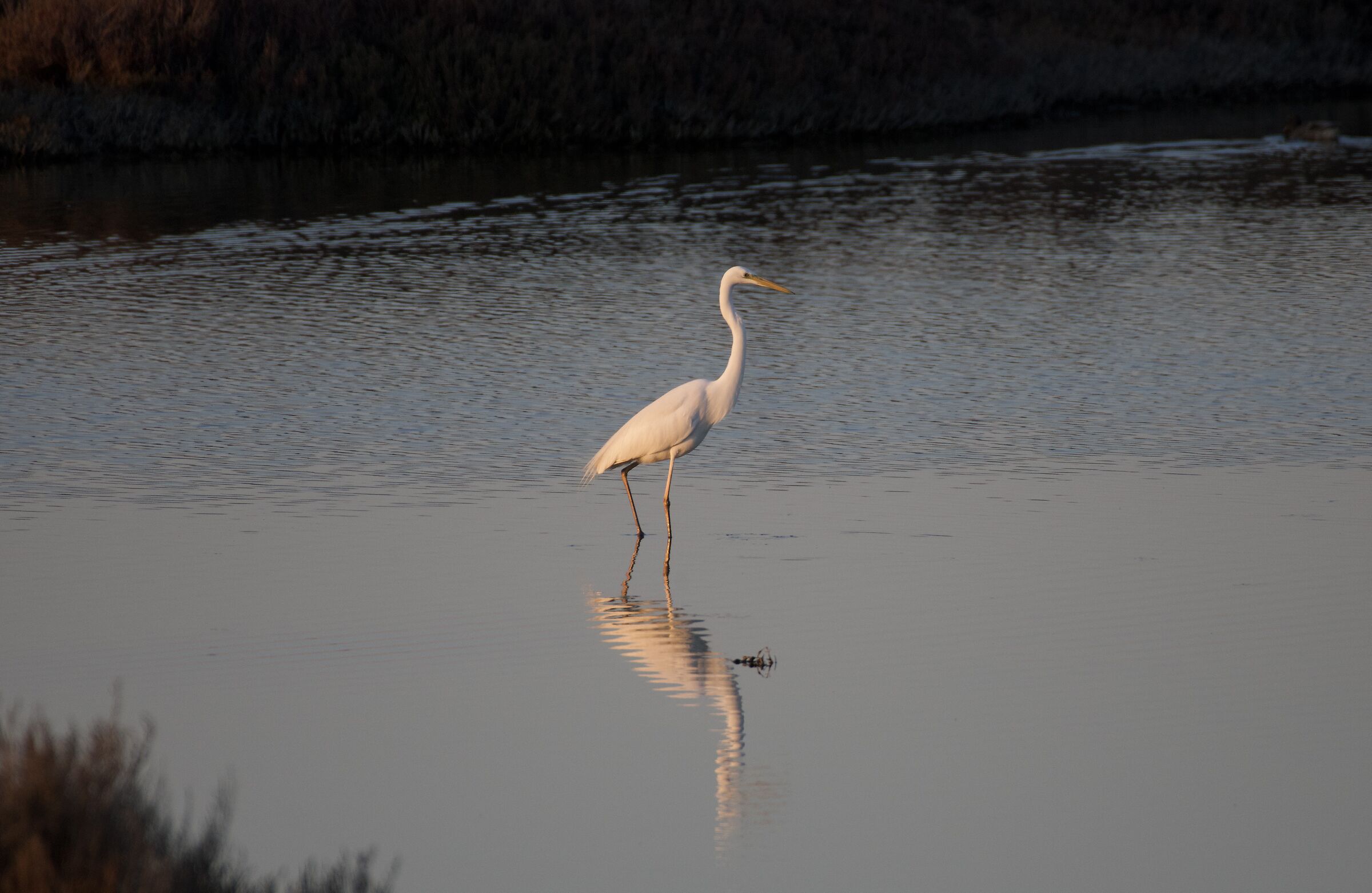 Great white heron 1