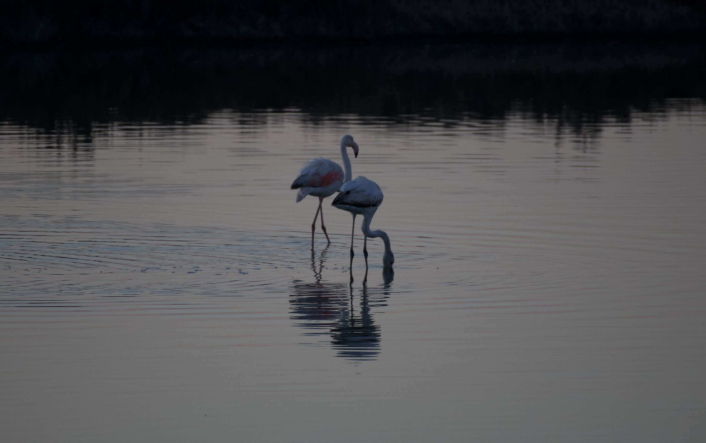 Flamingos 3