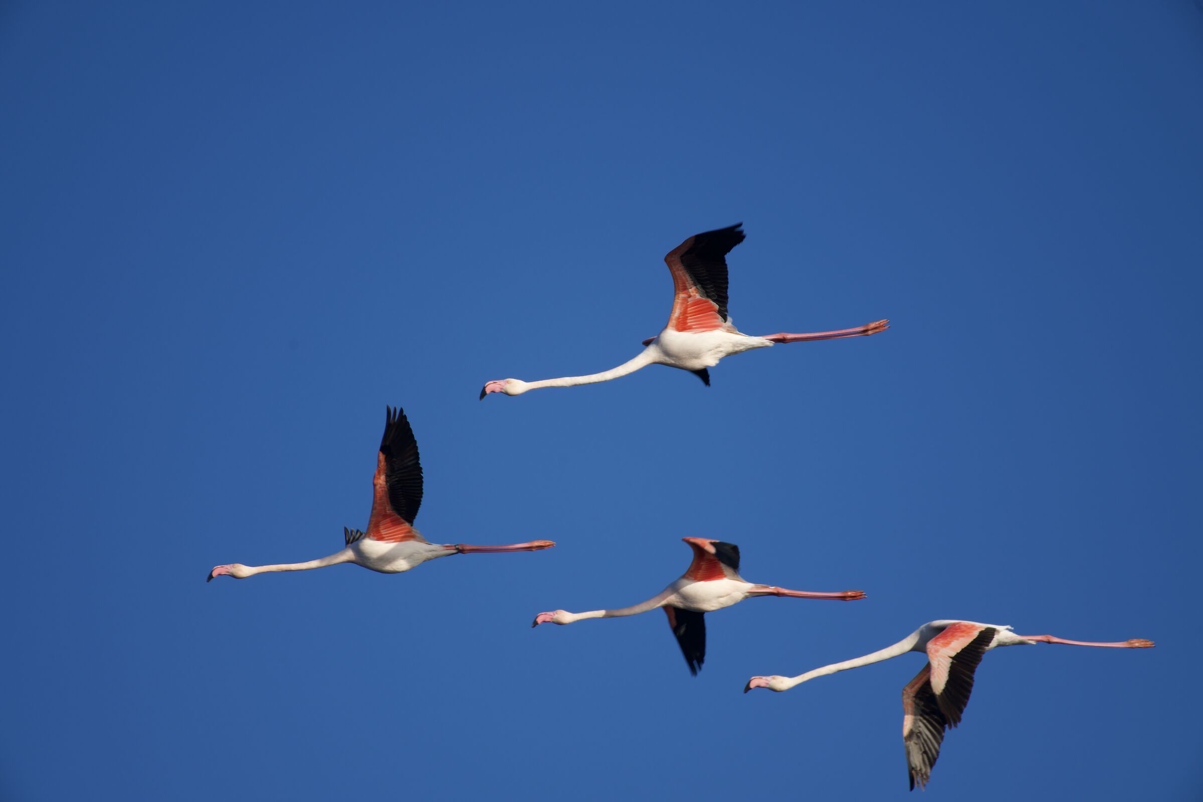 Flamingos 4