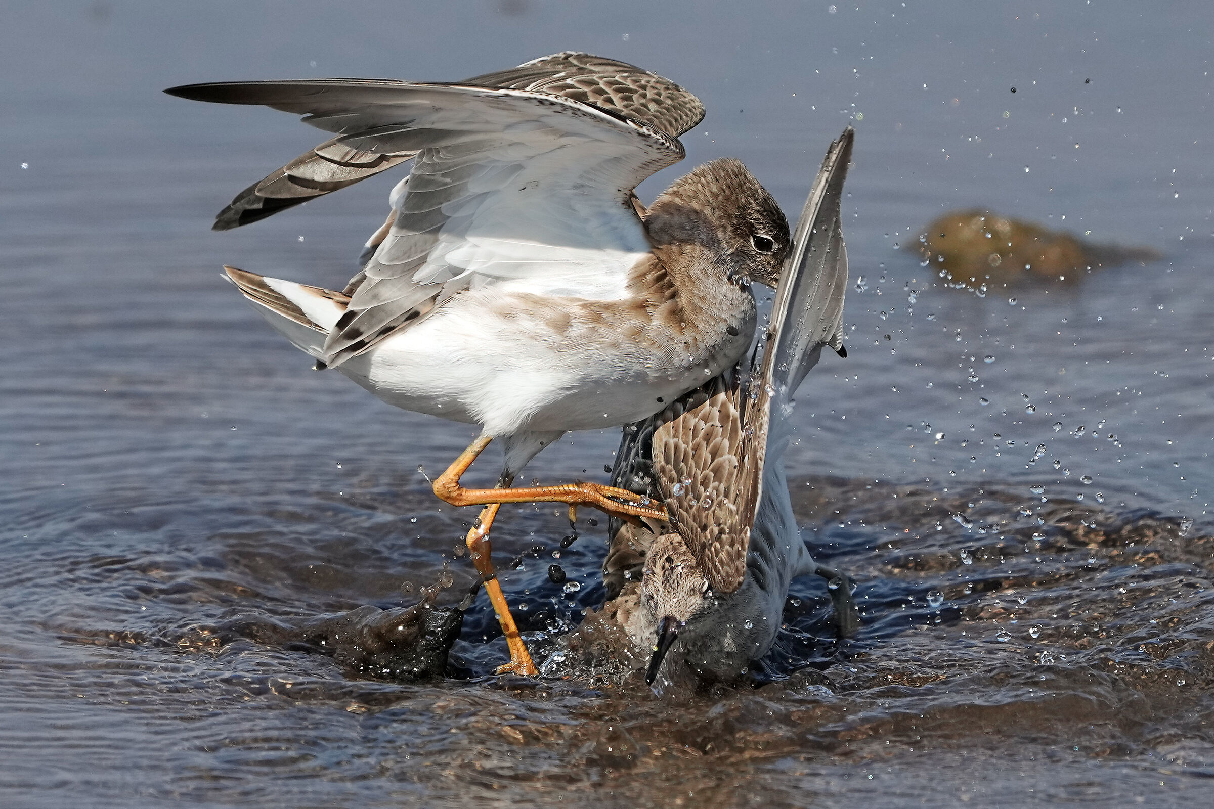 Si chiamano combattenti...