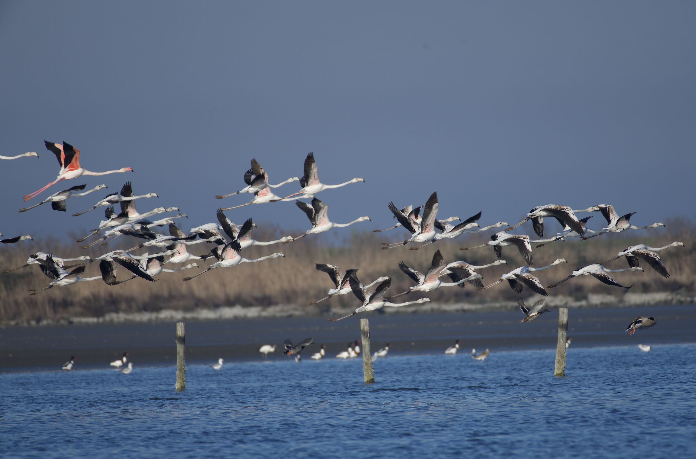 Flamingos 6