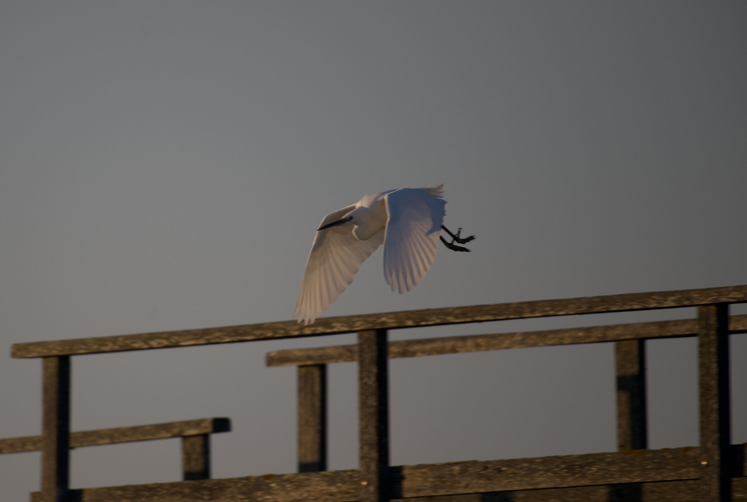 Egret